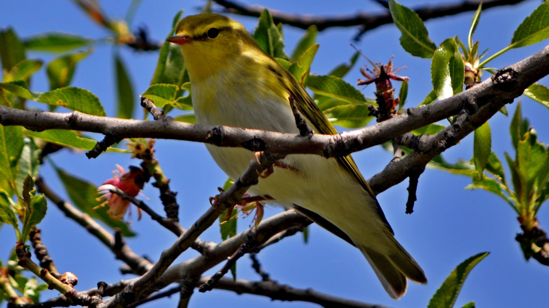 Orman çıvgını » Wood Warbler » Phylloscopus sibilatrix