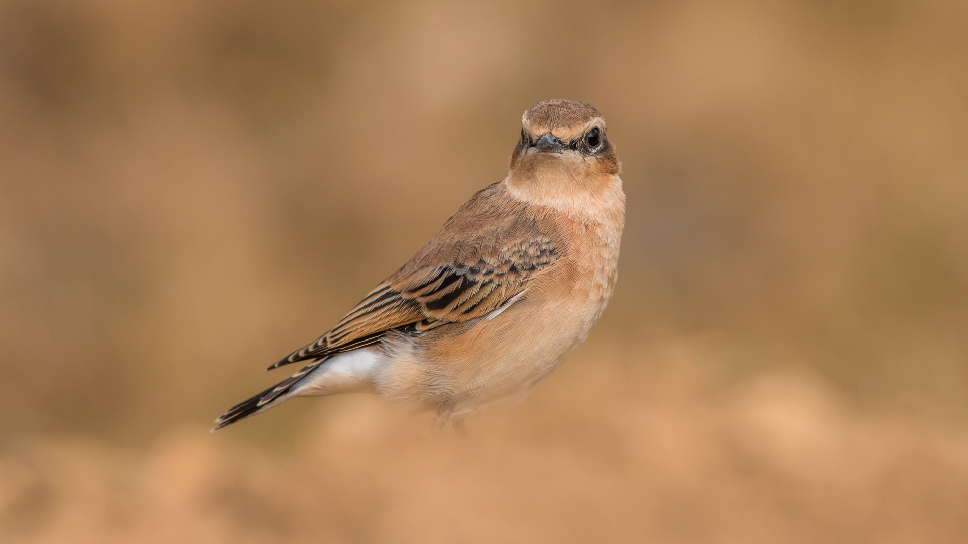 Kuyrukkakan » Northern Wheatear » Oenanthe oenanthe