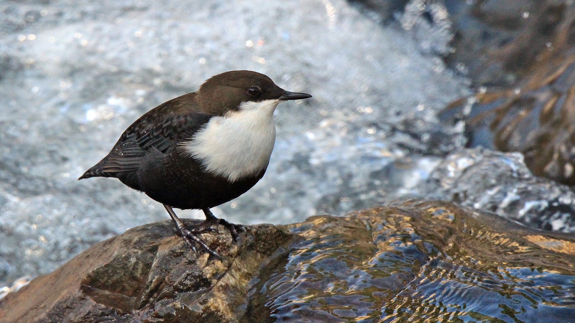 Derekuşu » White-throated Dipper » Cinclus cinclus