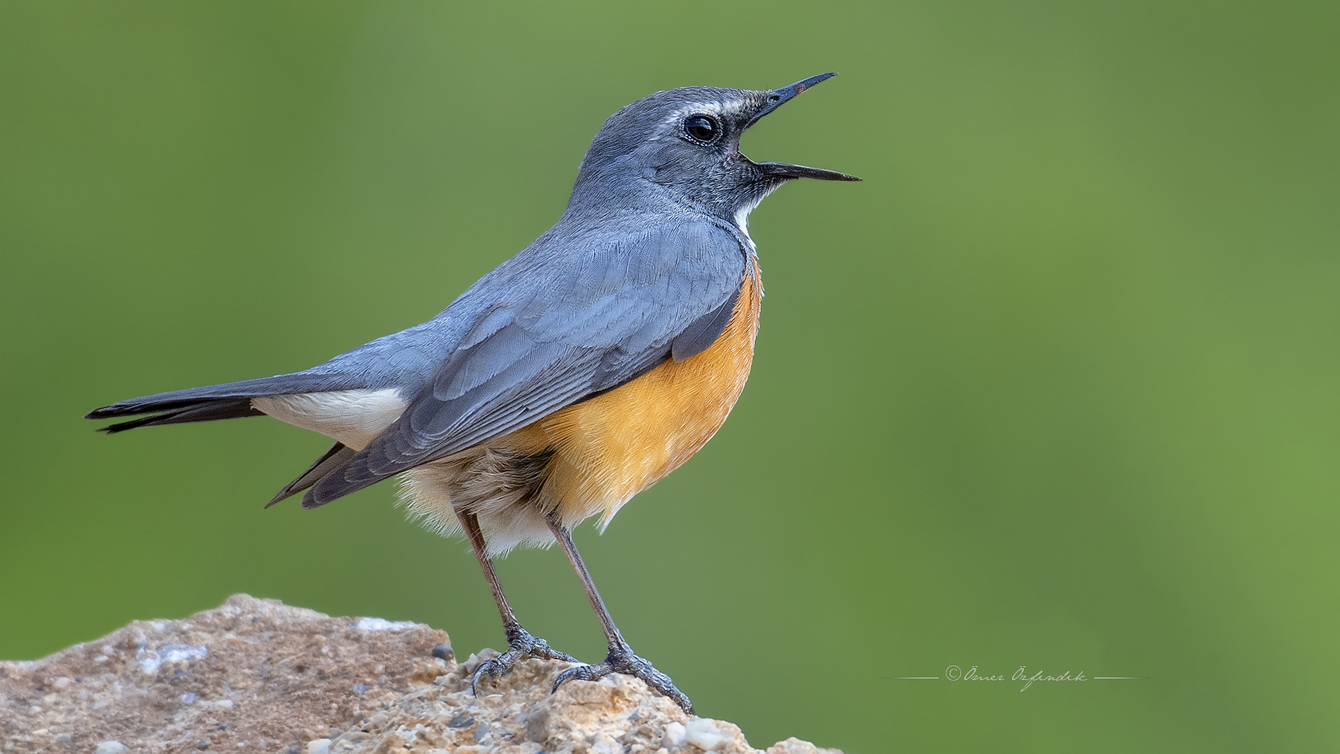 Taşbülbülü » White-throated Robin » Irania gutturalis