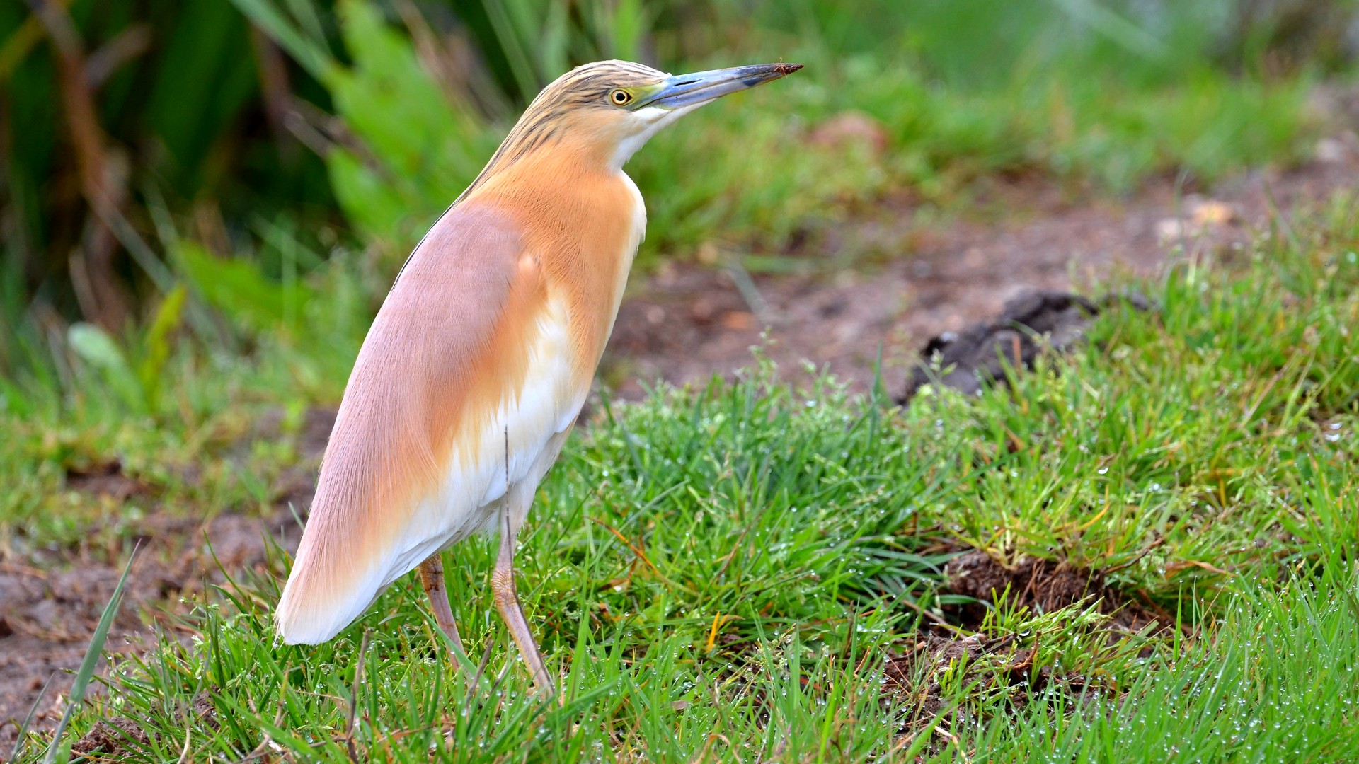 Alaca balıkçıl » Squacco Heron » Ardeola ralloides