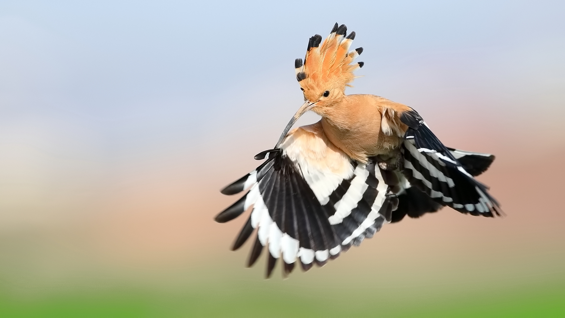 İbibik » Eurasian Hoopoe » Upupa epops