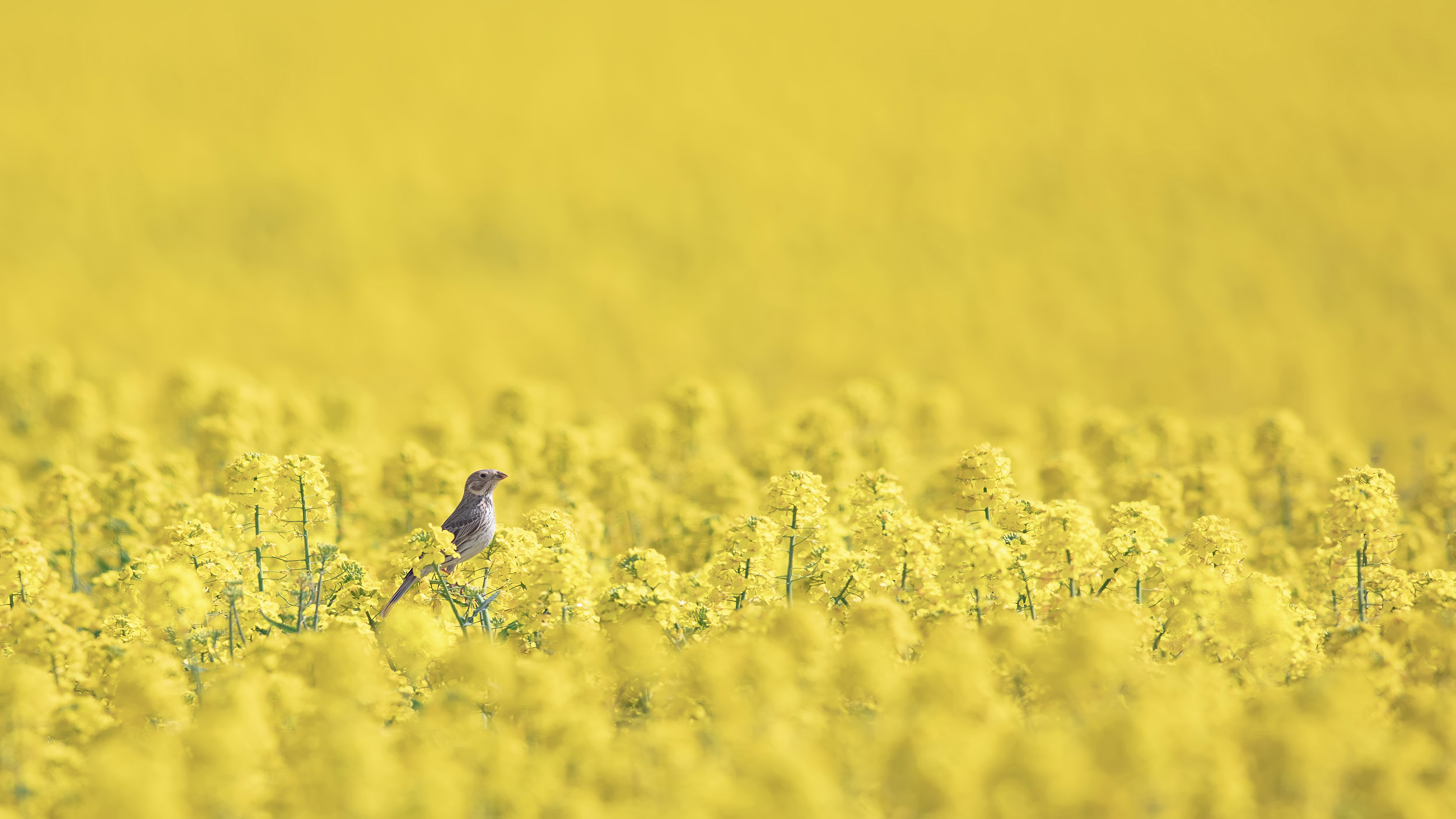 Tarla kirazkuşu » Corn Bunting » Emberiza calandra