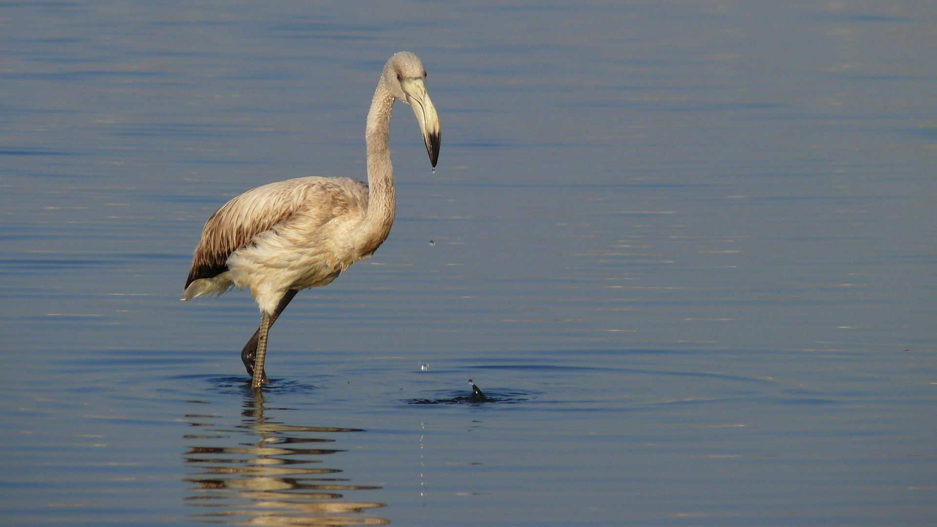 Flamingo