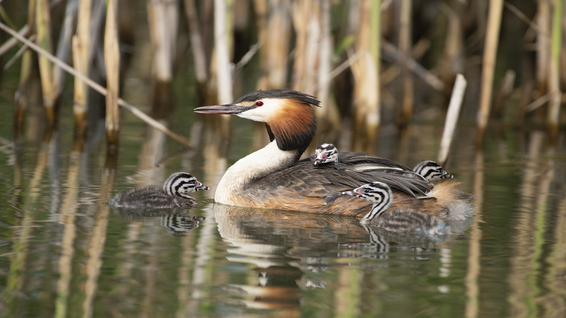 Bahri » Great Crested Grebe » Podiceps cristatus