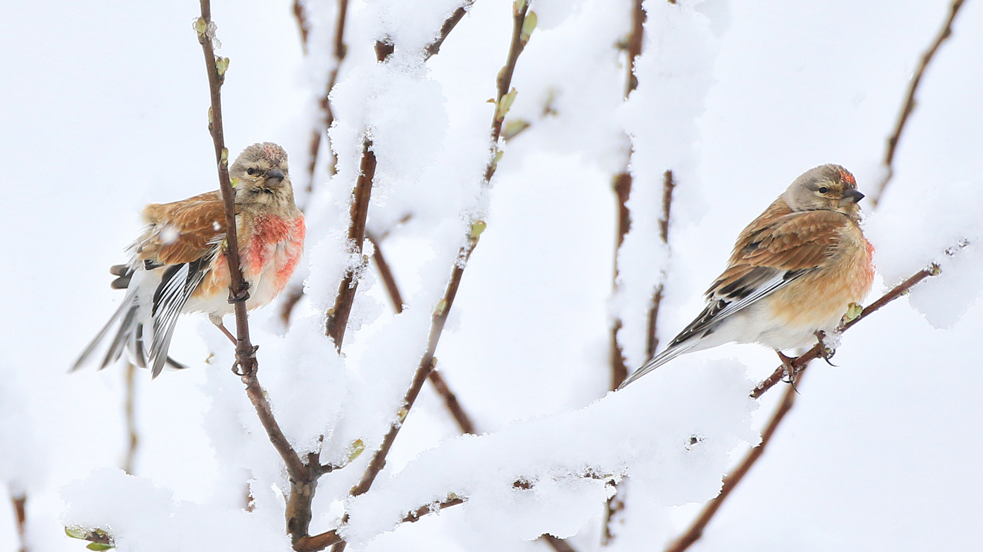 Ketenkuşu » Common Linnet » Linaria cannabina