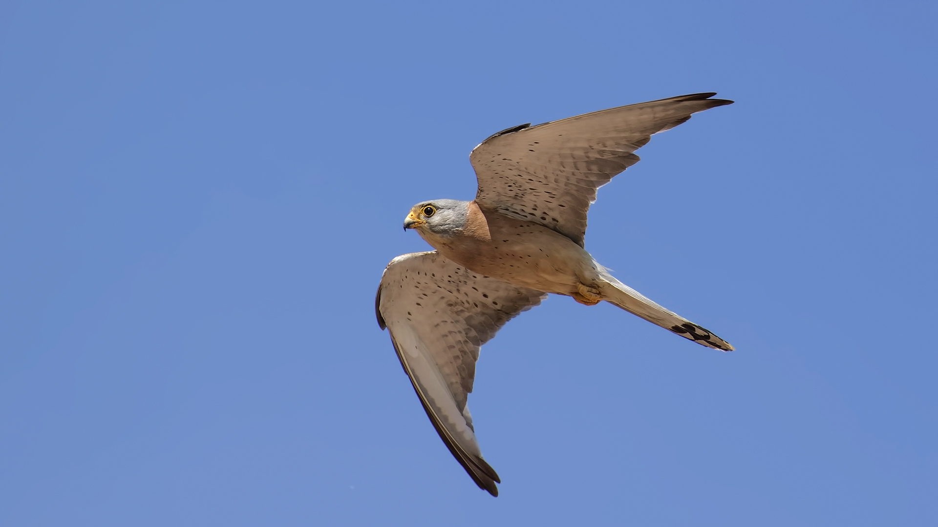 Küçük kerkenez » Lesser Kestrel » Falco naumanni