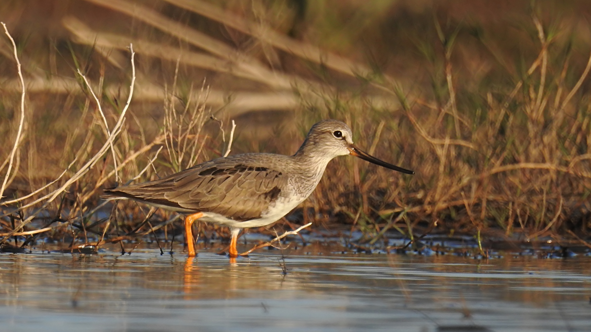 Terek düdükçünü » Terek Sandpiper » Xenus cinereus