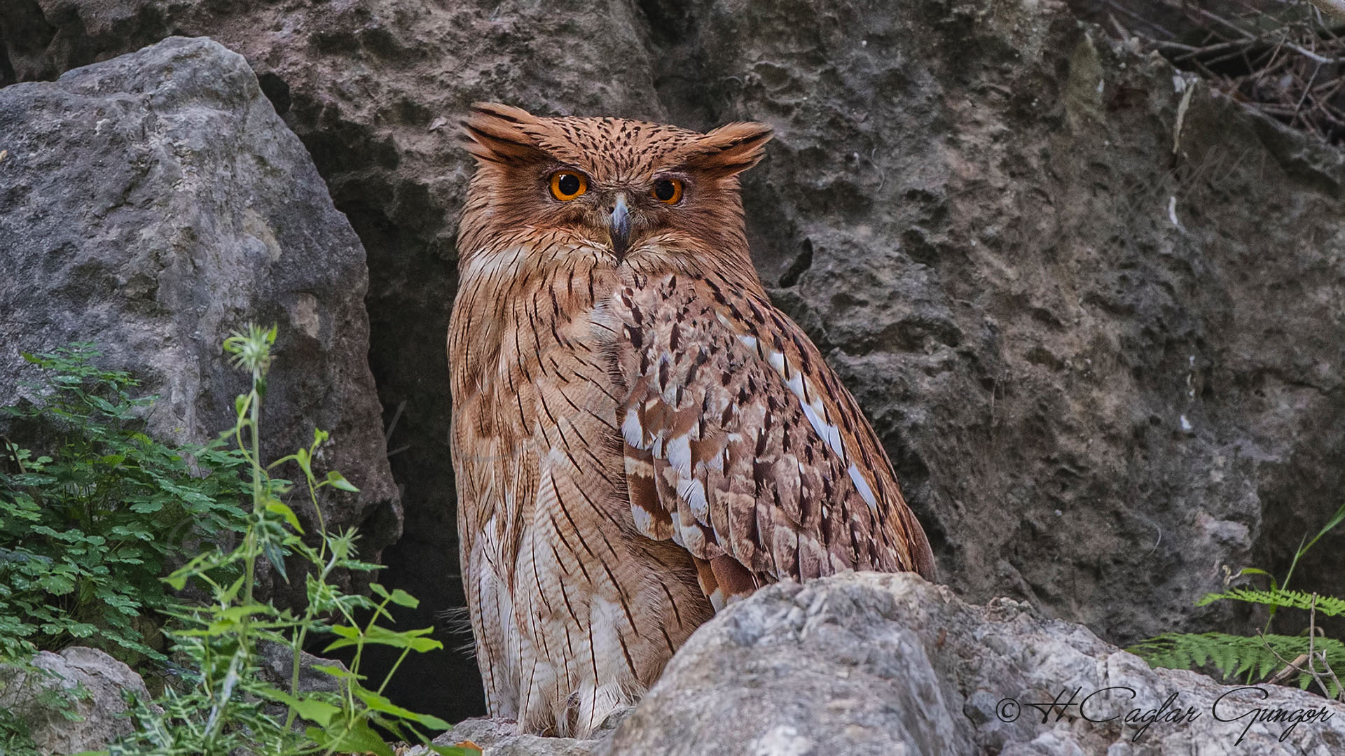 Balık baykuşu » Brown Fish Owl » Ketupa zeylonensis