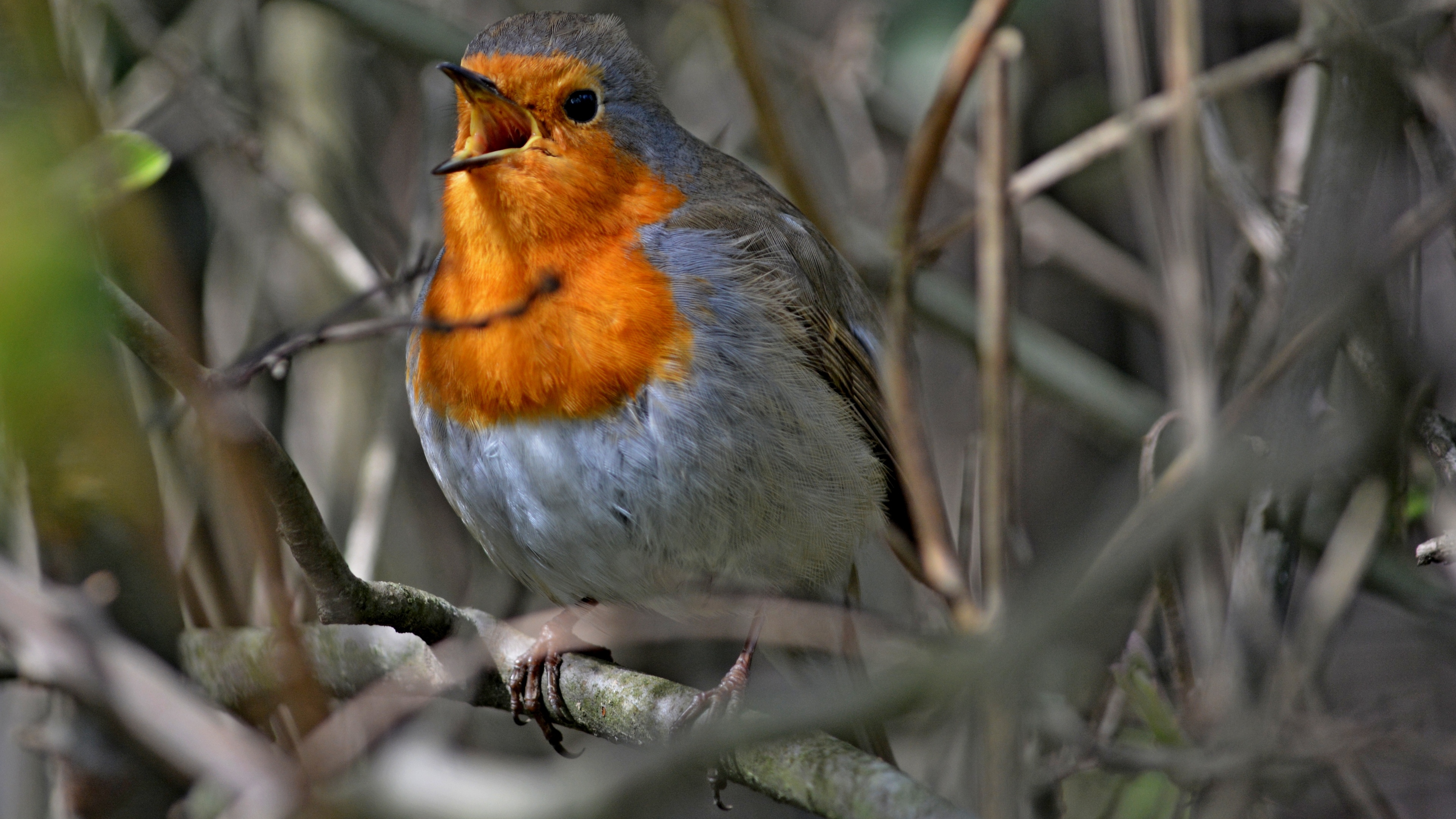 Kızılgerdan » European Robin » Erithacus rubecula