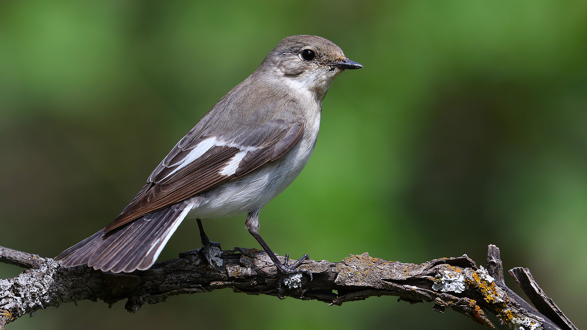 Halkalı sinekkapan » Collared Flycatcher » Ficedula albicollis