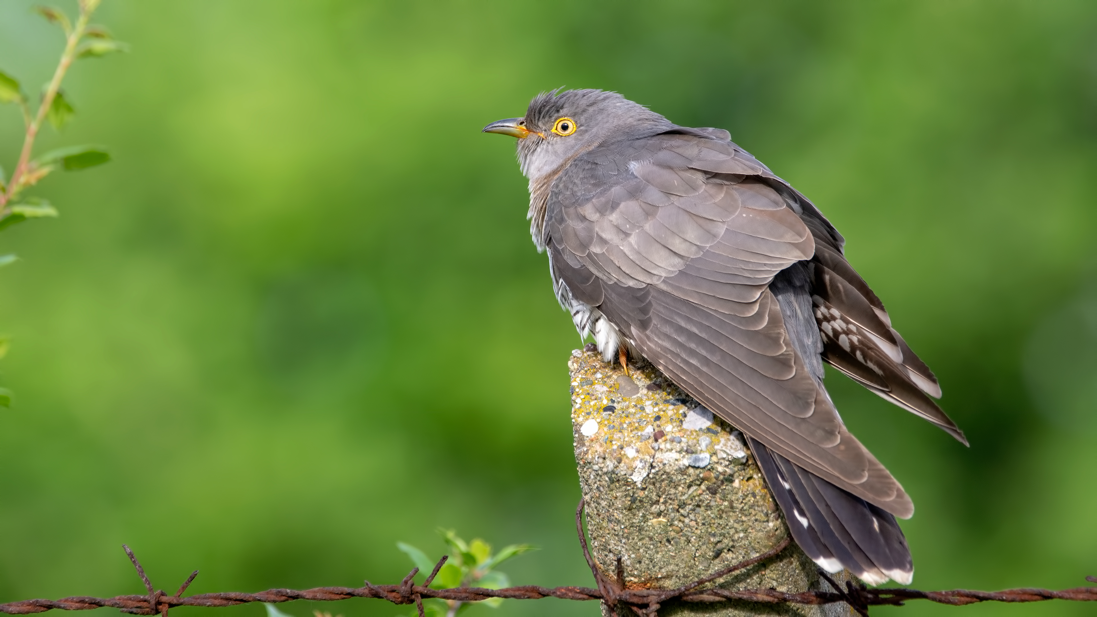 Guguk » Common Cuckoo » Cuculus canorus