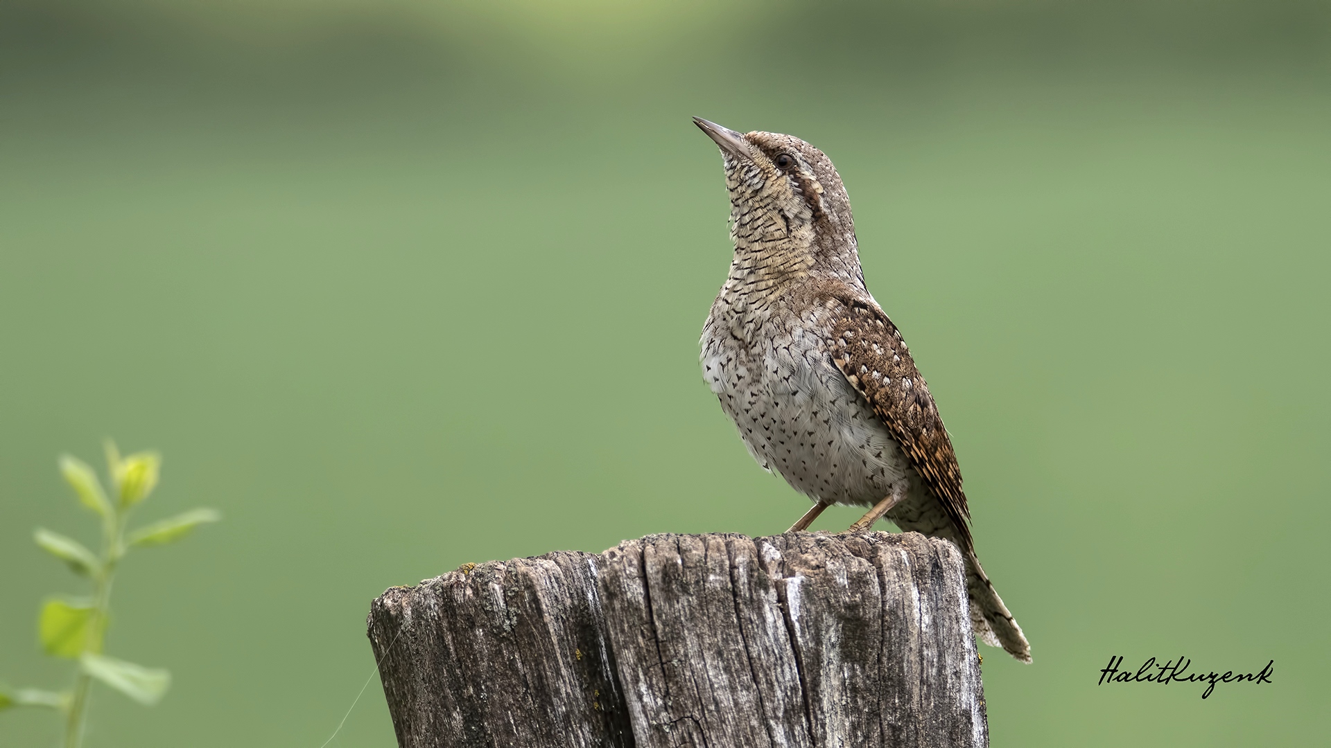 Boyunçeviren » Eurasian Wryneck » Jynx torquilla