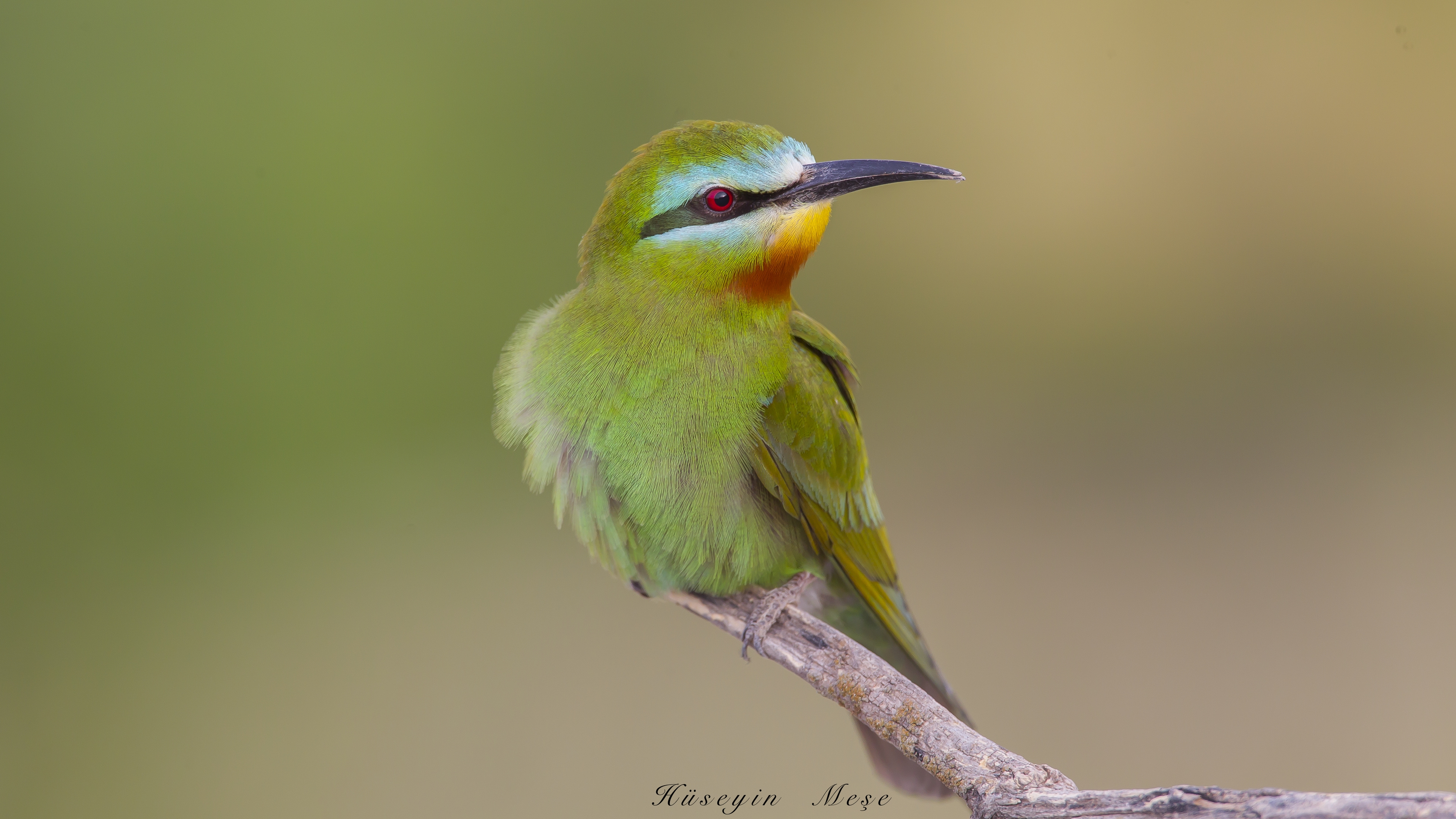 Yeşil arıkuşu » Blue-cheeked Bee-eater » Merops persicus