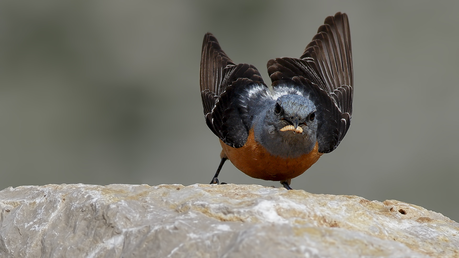 Taşkızılı » Common Rock Thrush » Monticola saxatilis