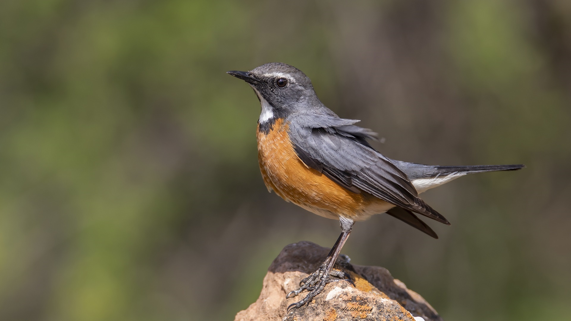 Taşbülbülü » White-throated Robin » Irania gutturalis