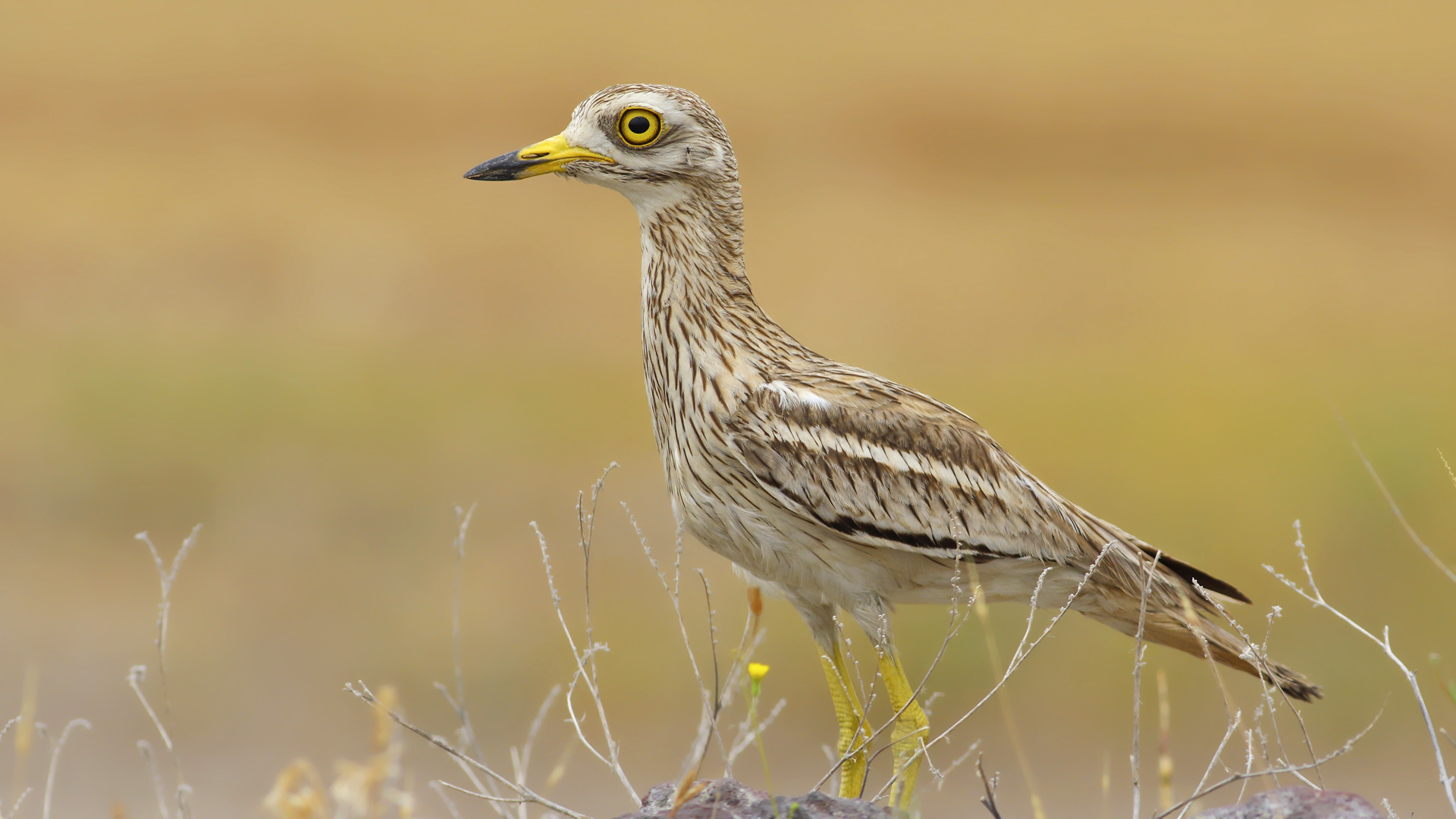 Kocagöz » Eurasian Stone-curlew » Burhinus oedicnemus