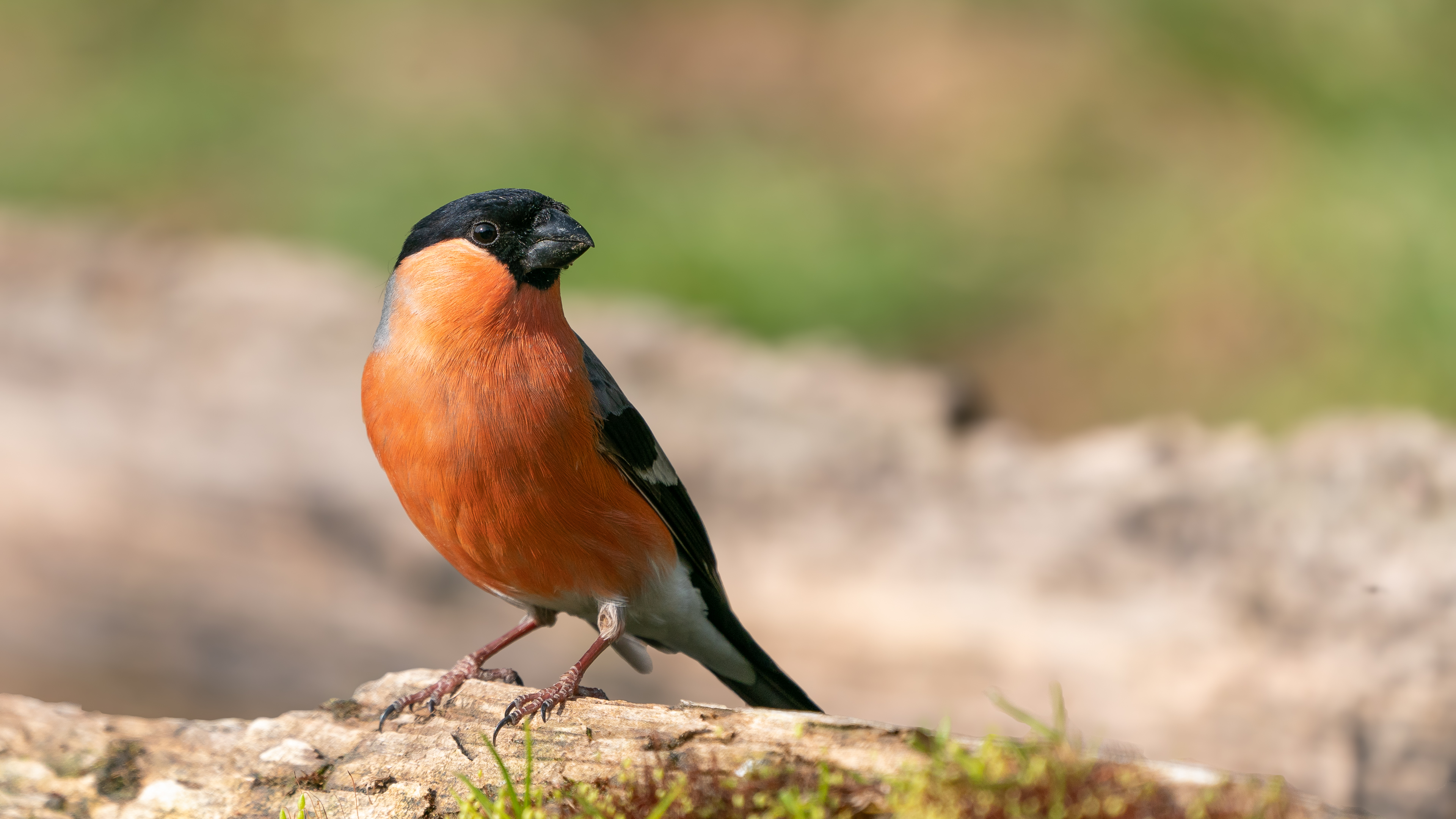 Şakrak » Eurasian Bullfinch » Pyrrhula pyrrhula