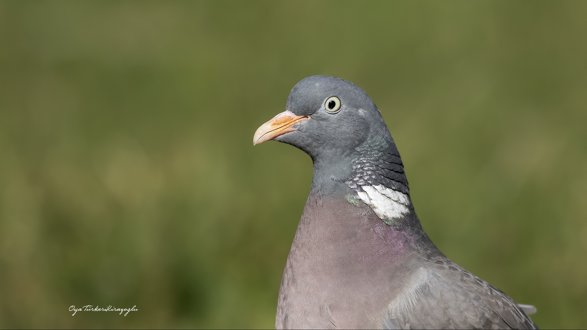 Tahtalı » Common Wood Pigeon » Columba palumbus