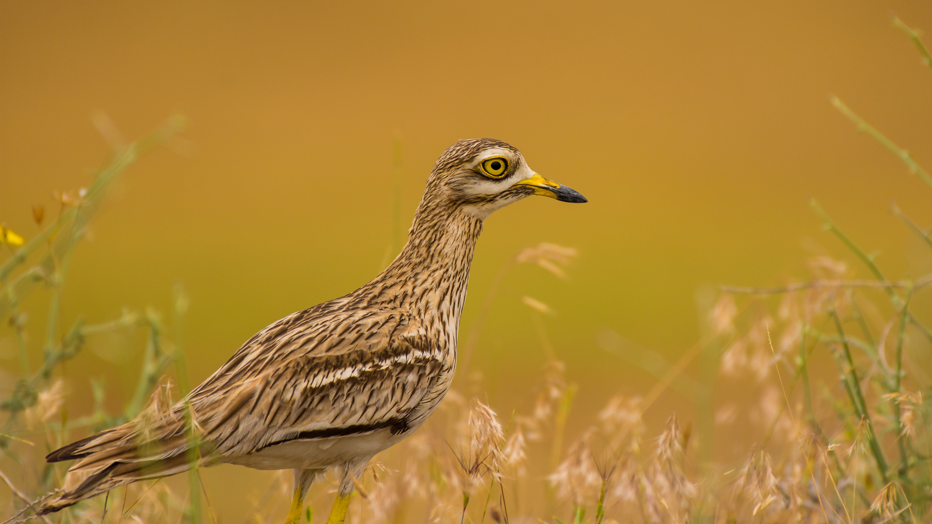 Kocagöz » Eurasian Stone-curlew » Burhinus oedicnemus