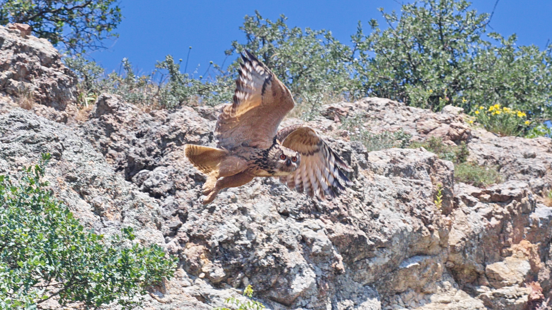 Puhu » Eurasian Eagle-Owl » Bubo bubo