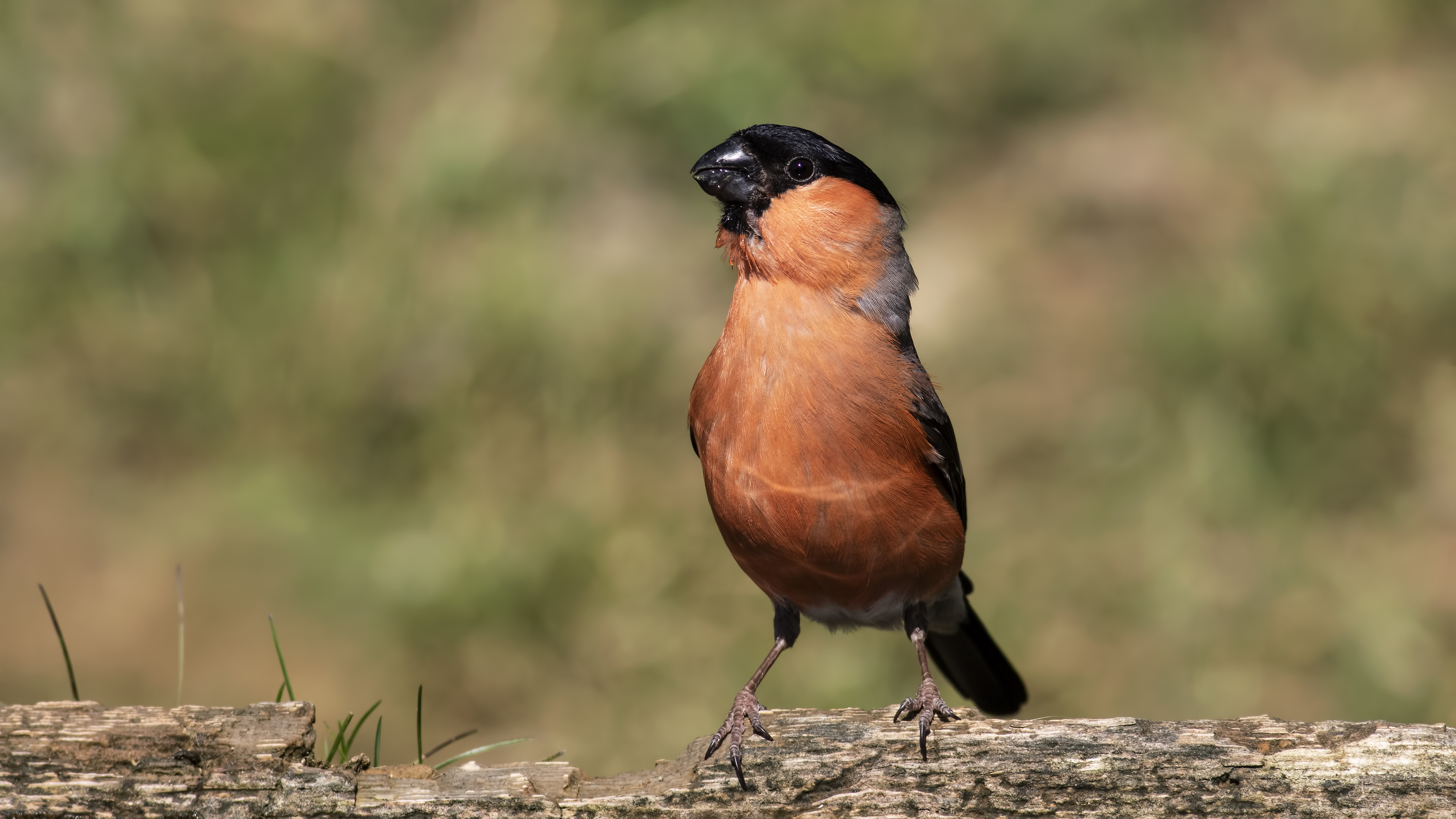 Şakrak » Eurasian Bullfinch » Pyrrhula pyrrhula