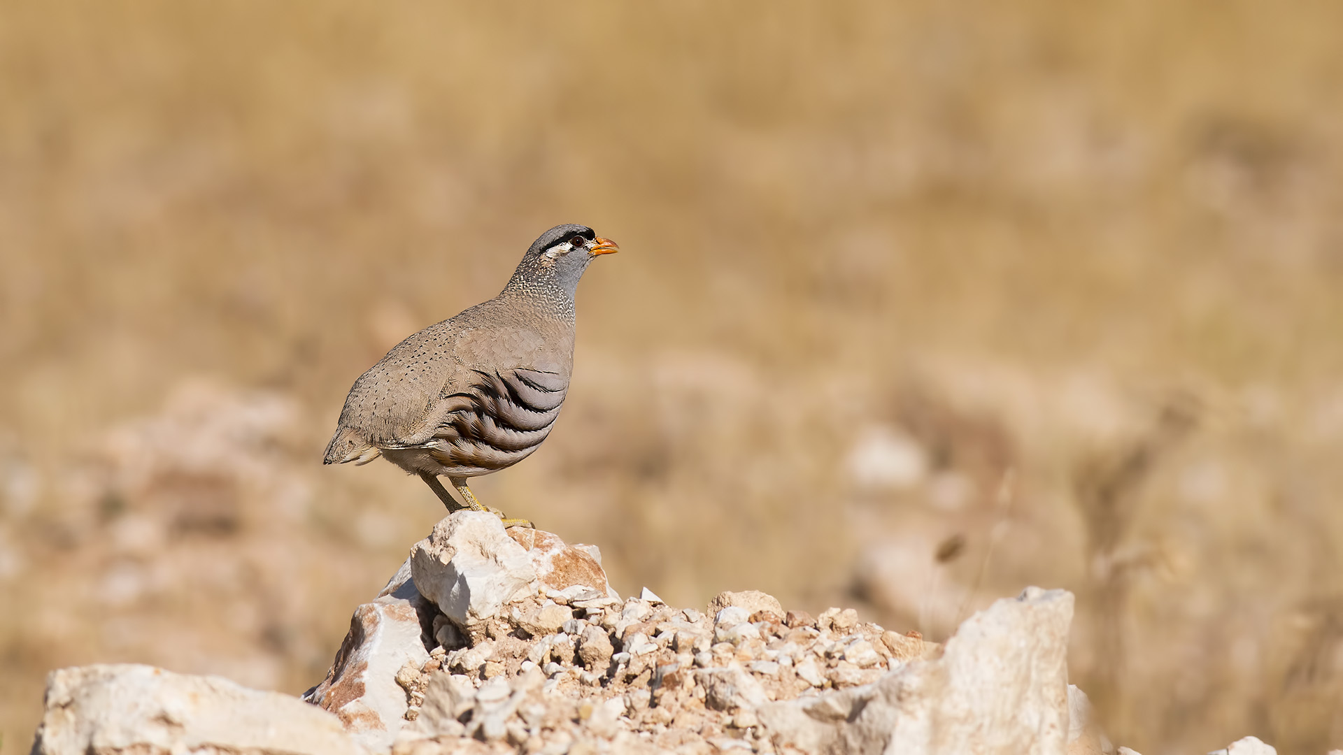 Kum kekliği » See-see Partridge » Ammoperdix griseogularis