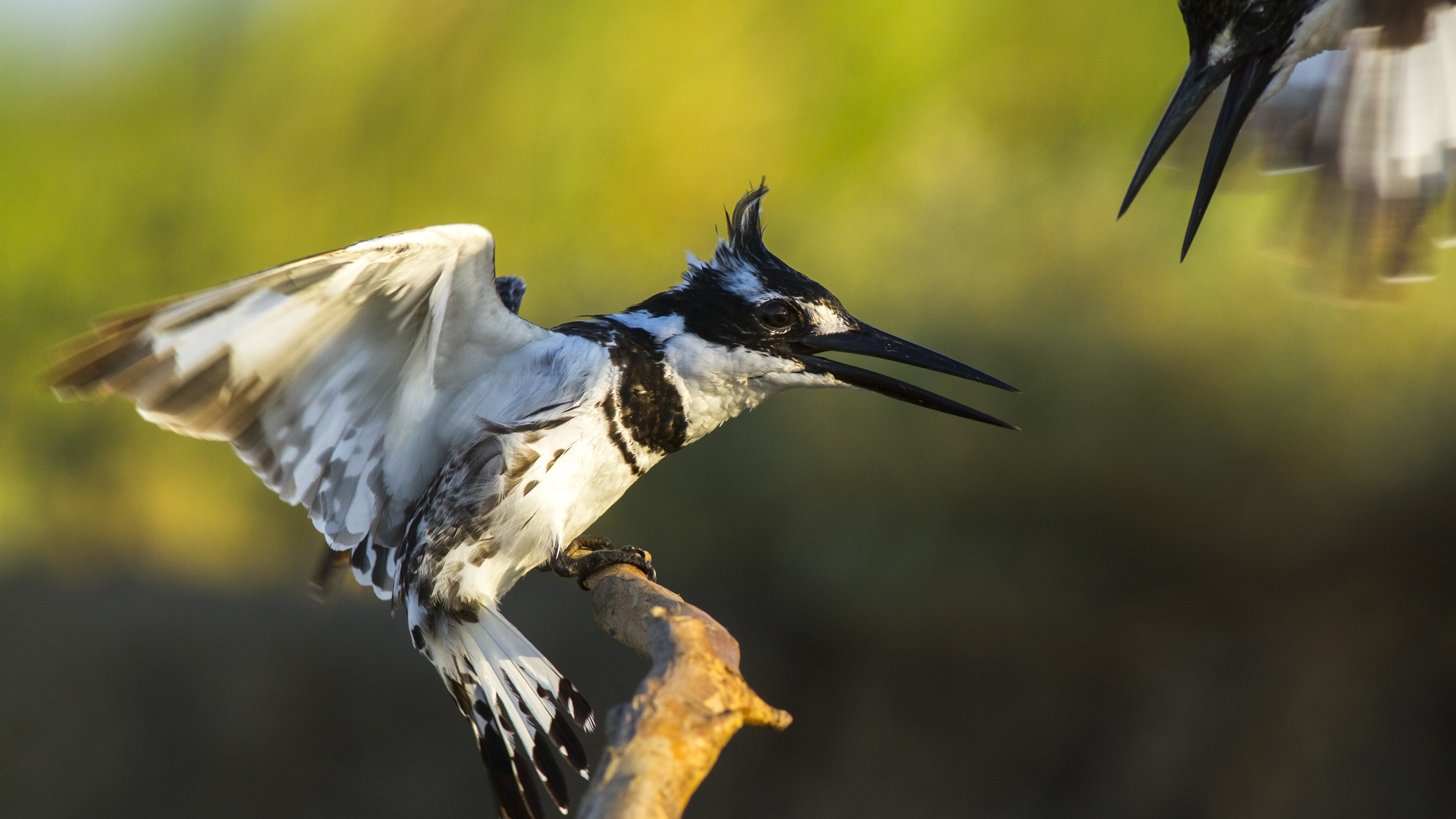 Alaca yalıçapkını » Pied Kingfisher » Ceryle rudis