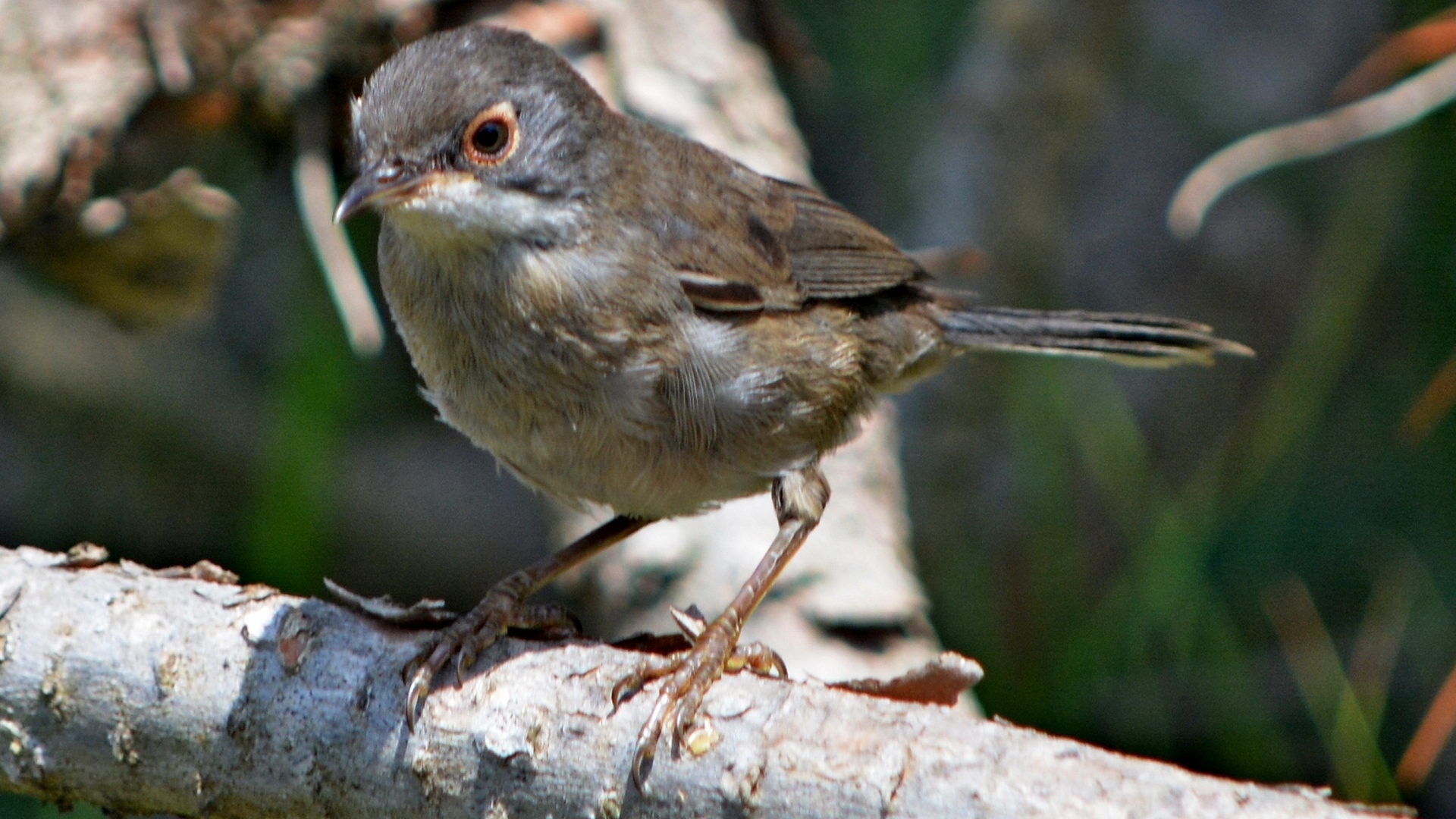 Maskeli ötleğen » Sardinian Warbler » Sylvia melanocephala