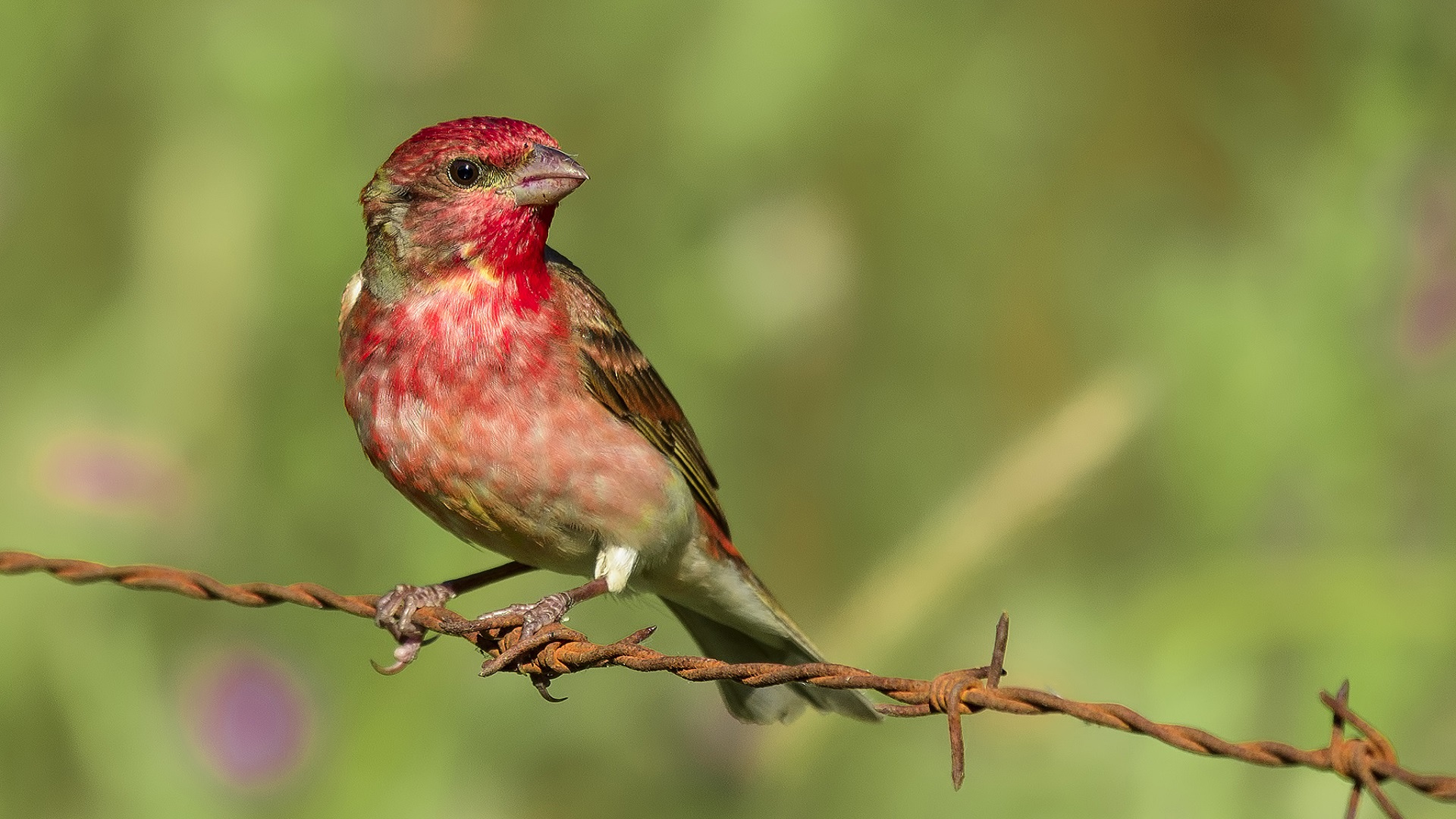 Çütre » Common Rosefinch » Carpodacus erythrinus