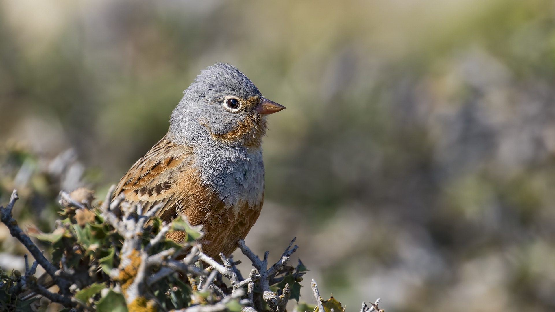 Kızıl kirazkuşu » Cretzschmar`s Bunting » Emberiza caesia