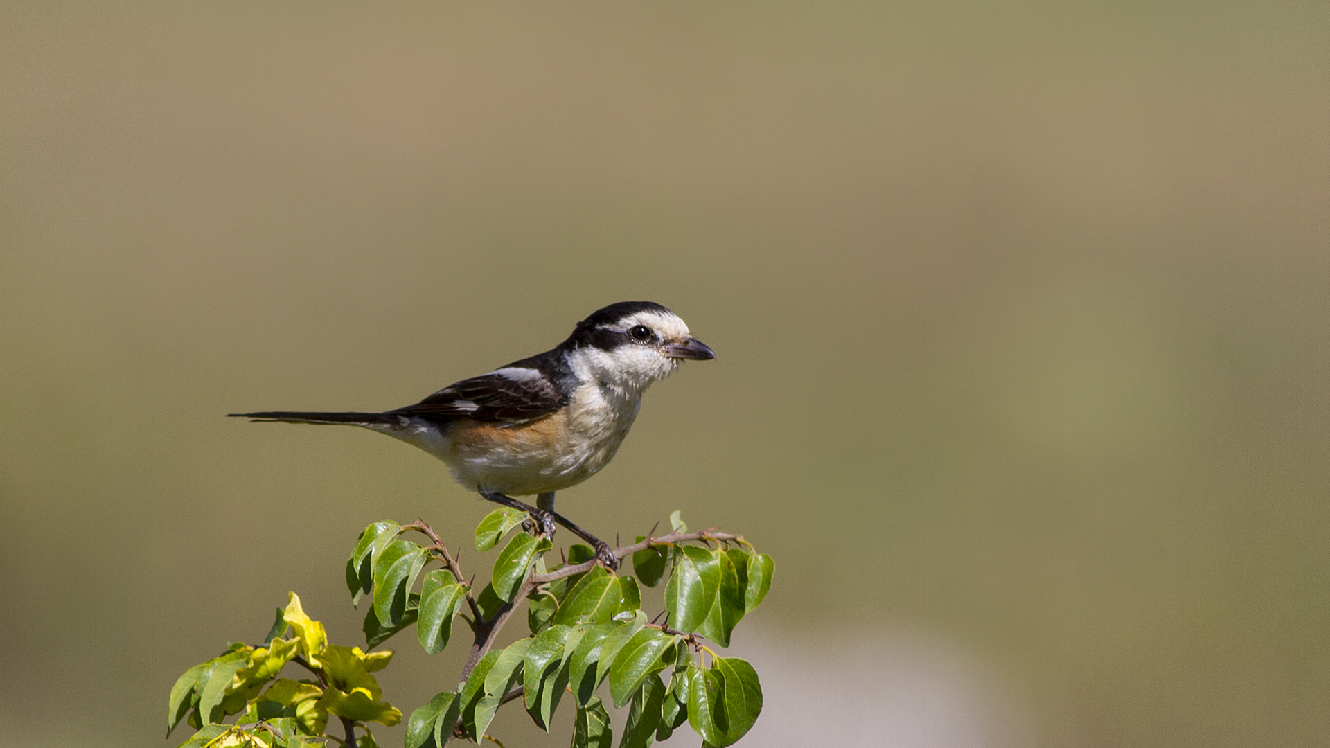 Maskeli örümcekkuşu » Masked Shrike » Lanius nubicus