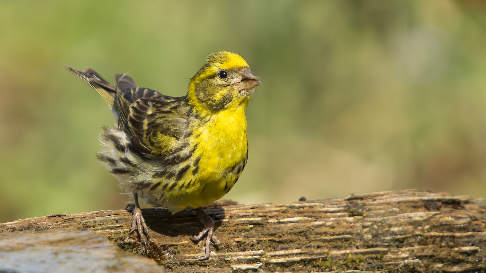 Küçük iskete » European Serin » Serinus serinus