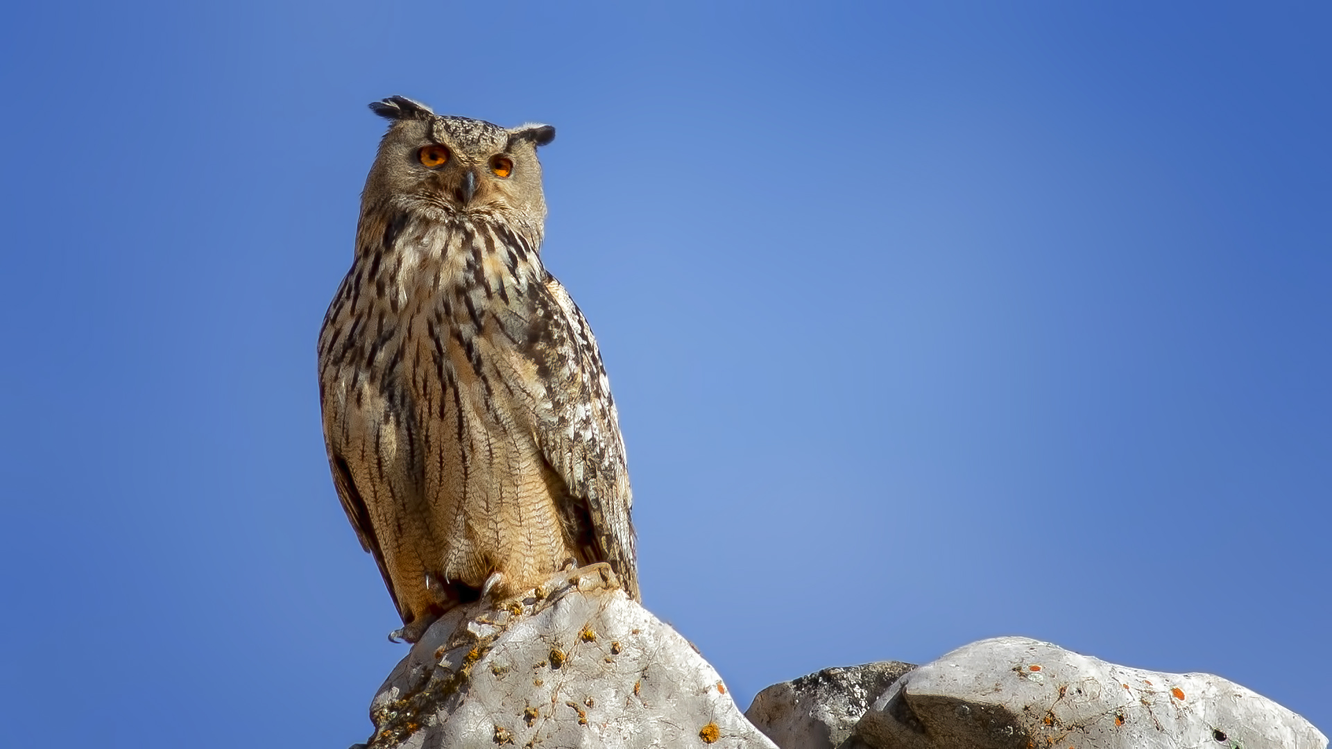 Puhu » Eurasian Eagle-Owl » Bubo bubo