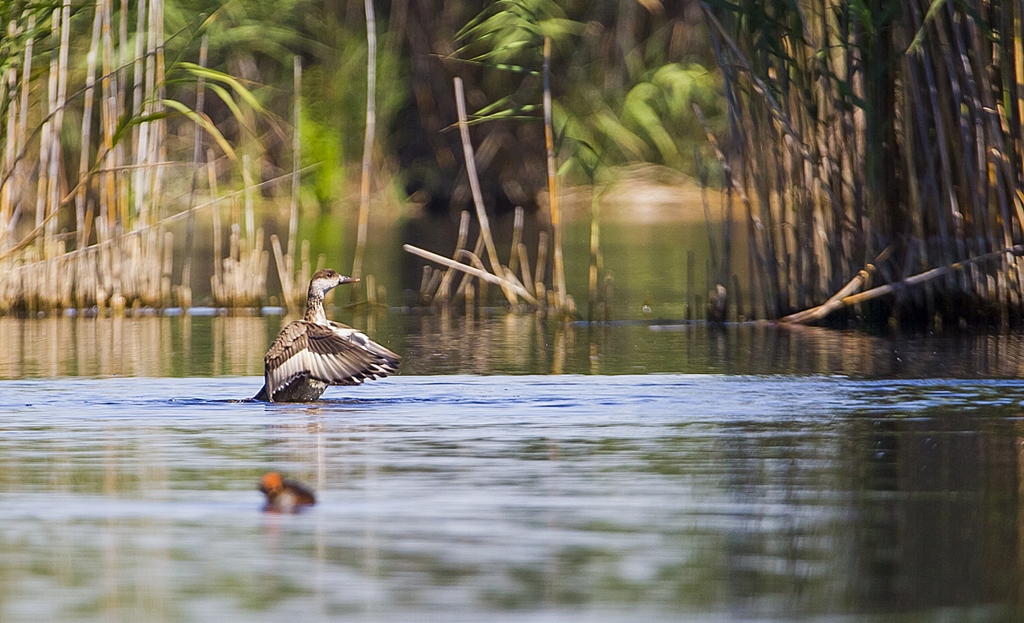 Macar ördeği » Red-crested Pochard » Netta rufina