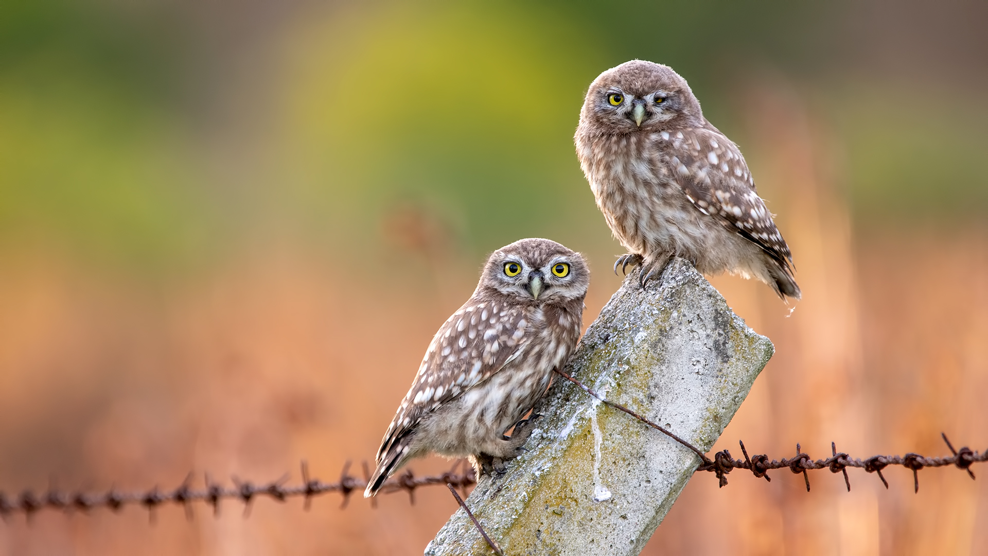 Kukumav » Little Owl » Athene noctua