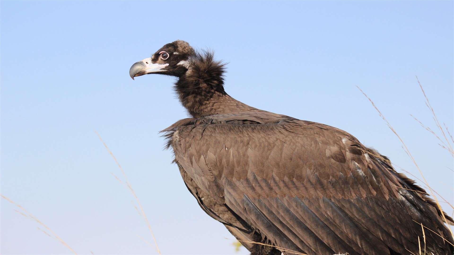 Kara akbaba » Cinereous Vulture » Aegypius monachus