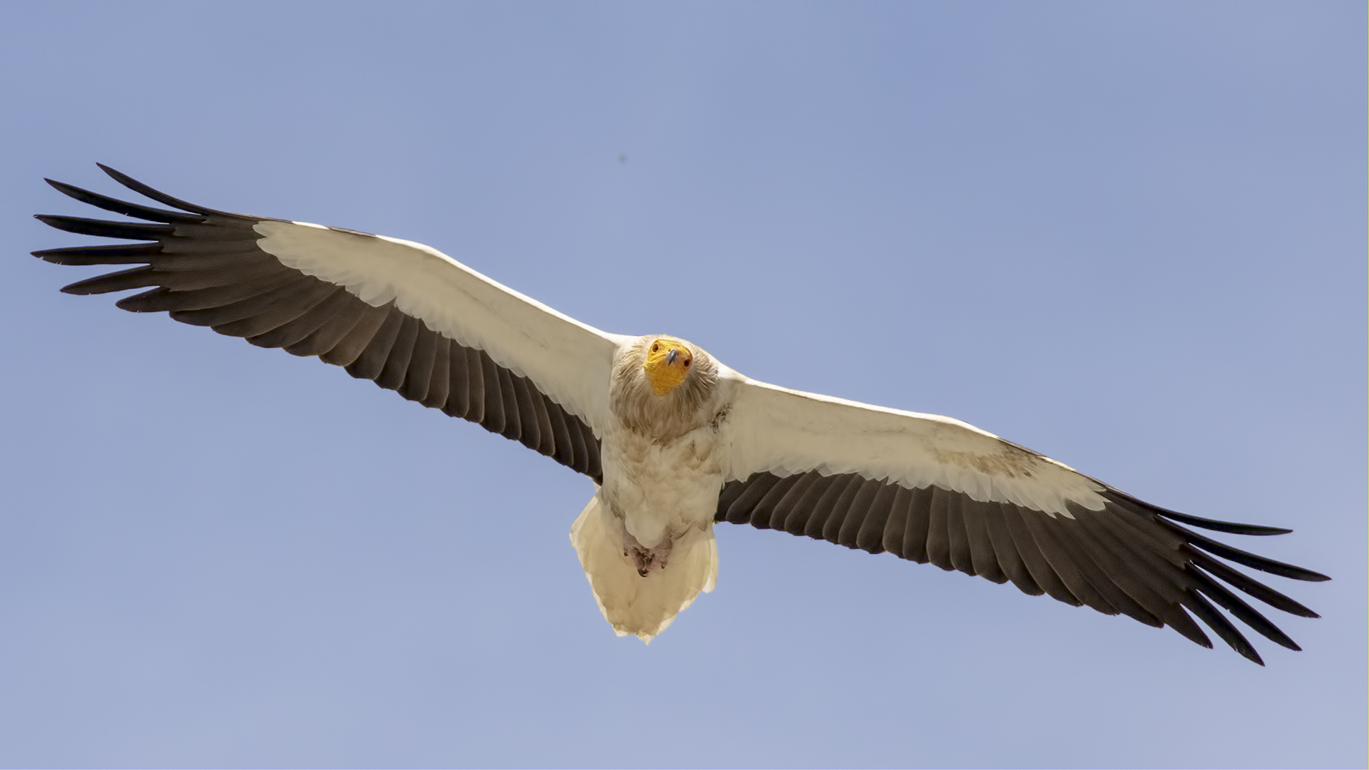 Küçük akbaba » Egyptian Vulture » Neophron percnopterus