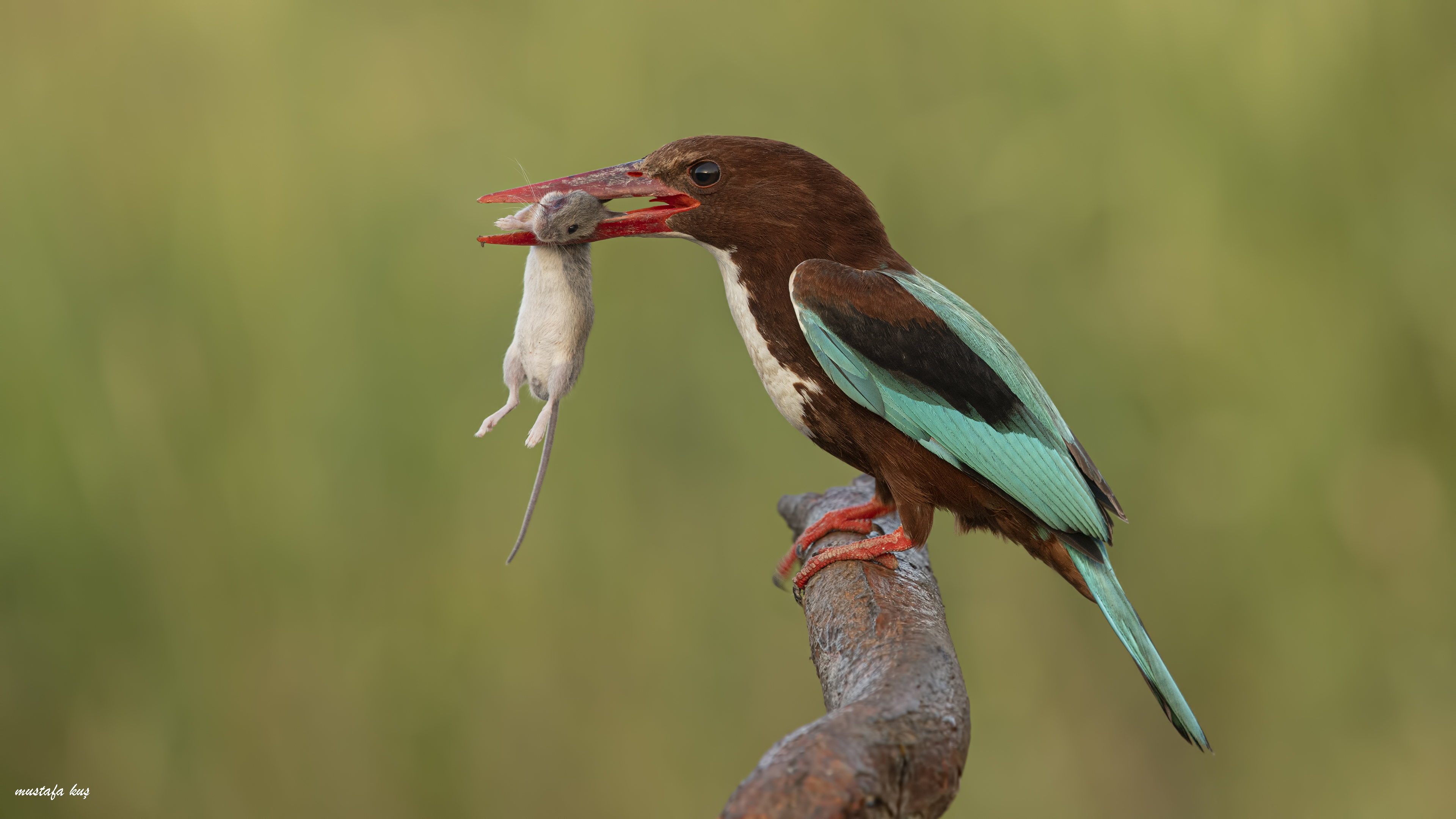 İzmir yalıçapkını » White-throated Kingfisher » Halcyon smyrnensis