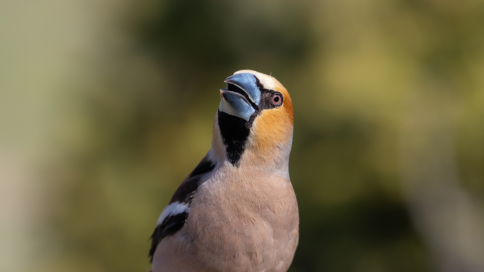 Kocabaş » Hawfinch » Coccothraustes coccothraustes