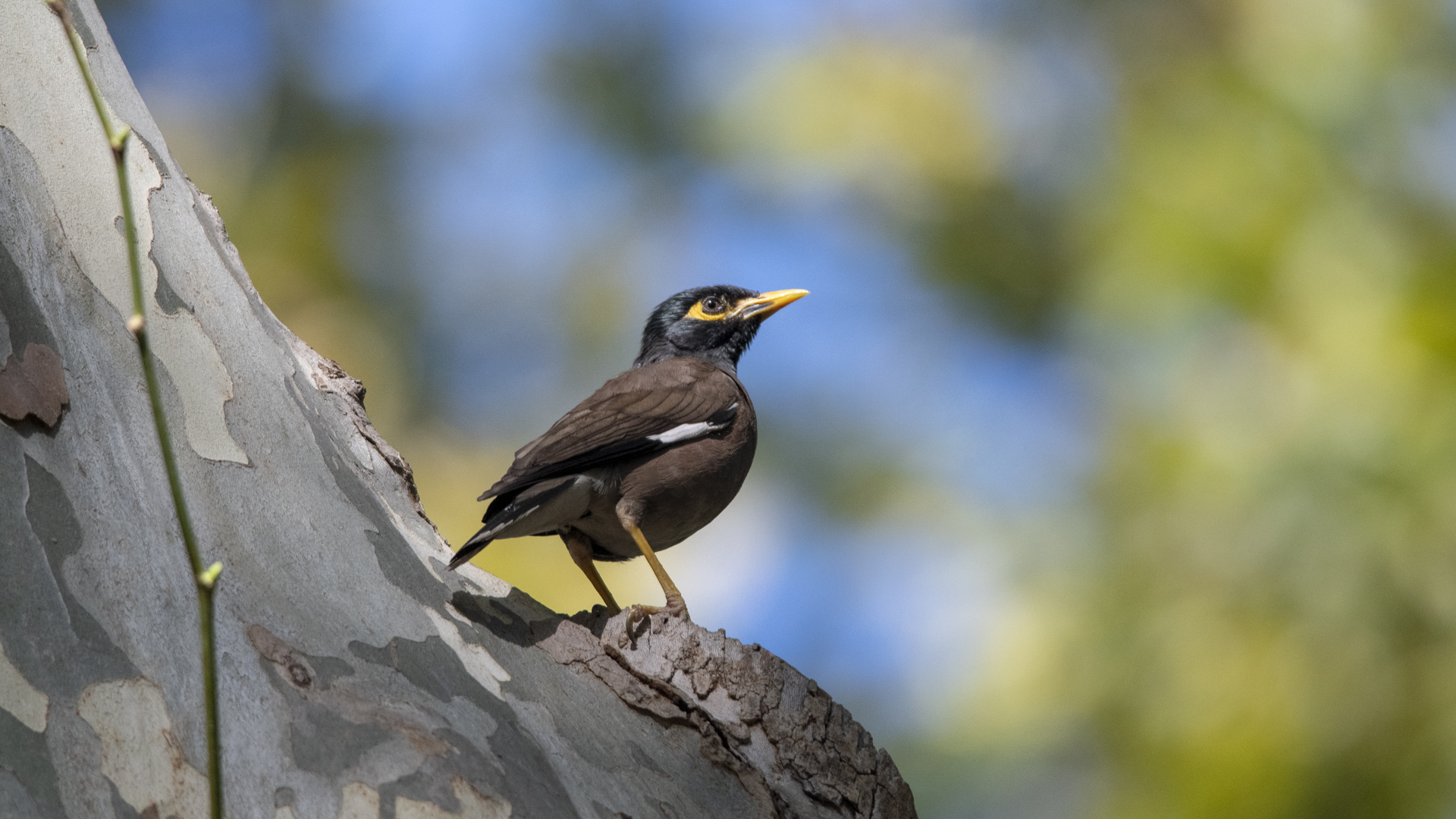 Çiğdeci » Common Myna » Acridotheres tristis