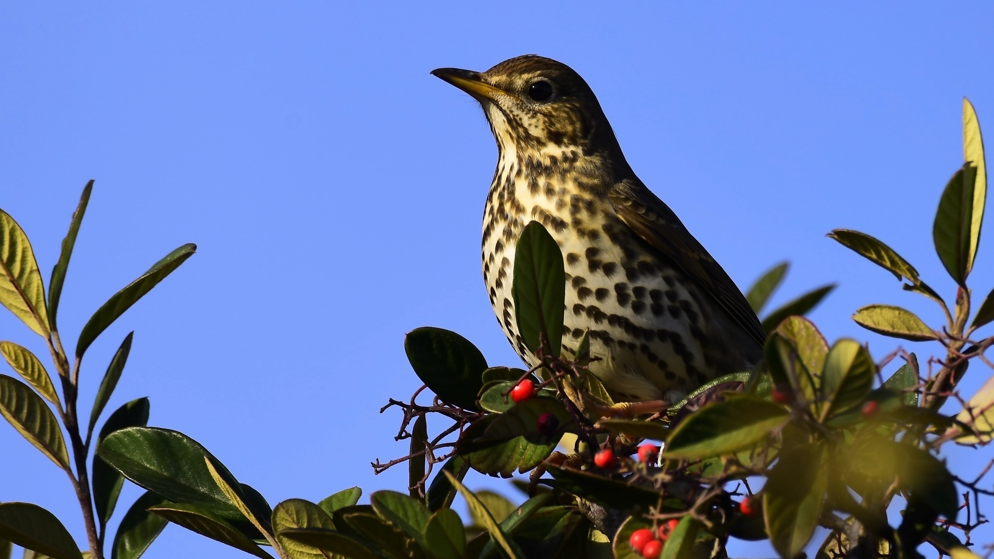 Öter ardıç » Song Thrush » Turdus philomelos