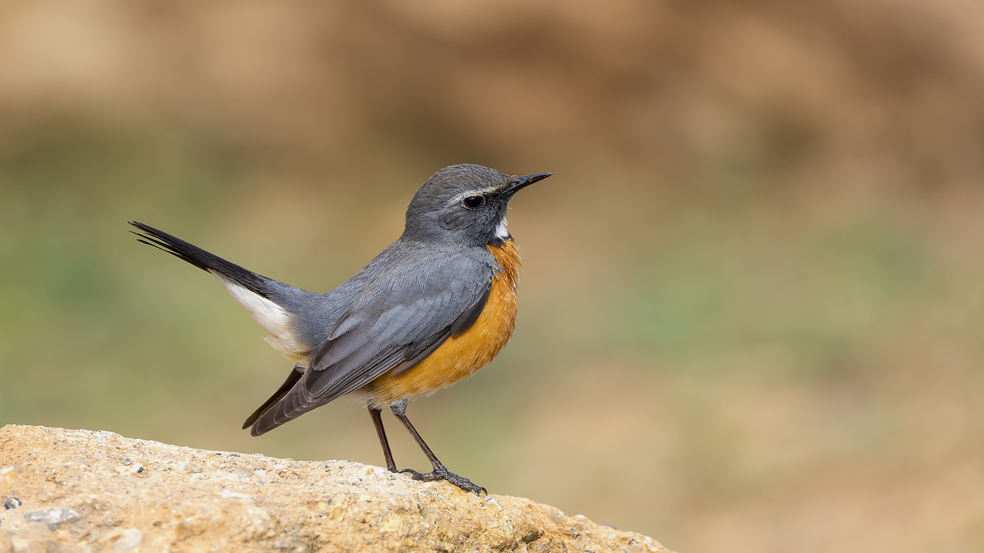 Taşbülbülü » White-throated Robin » Irania gutturalis