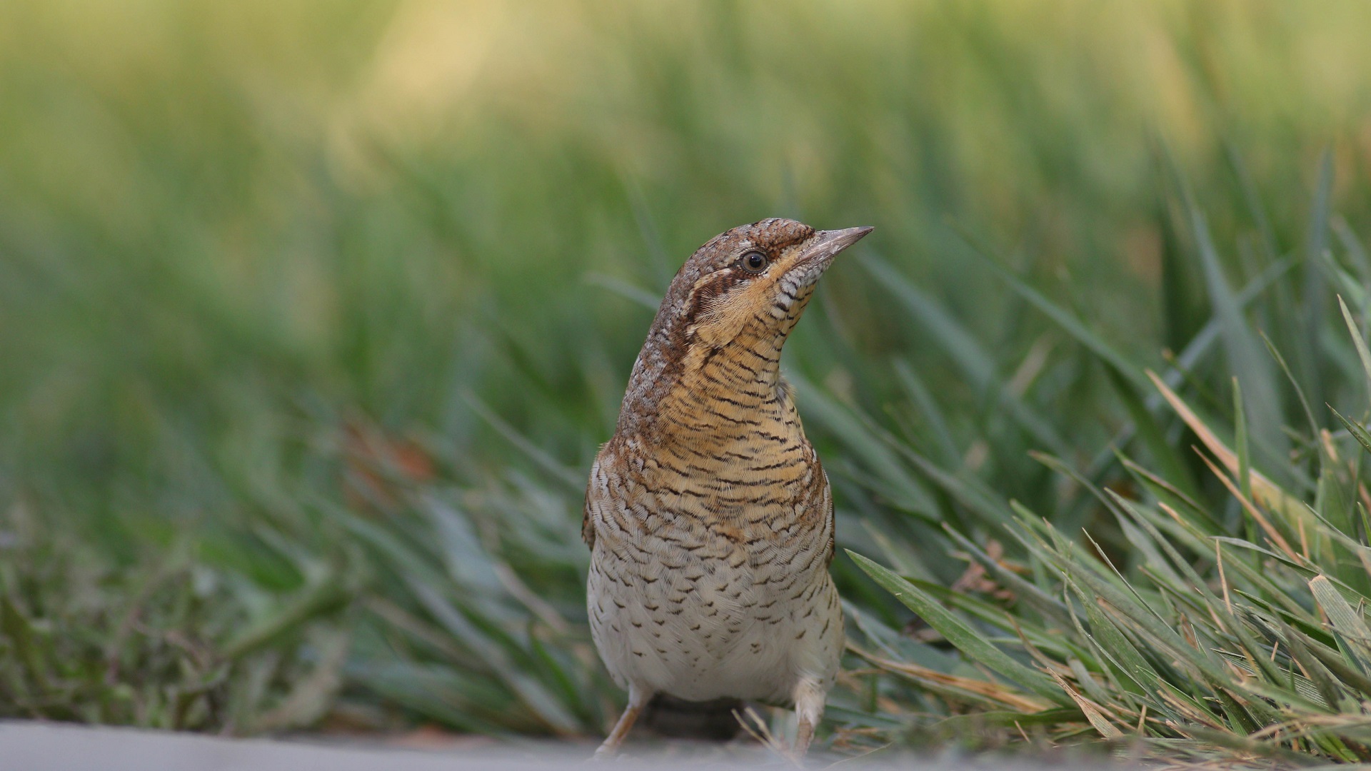 Boyunçeviren » Eurasian Wryneck » Jynx torquilla