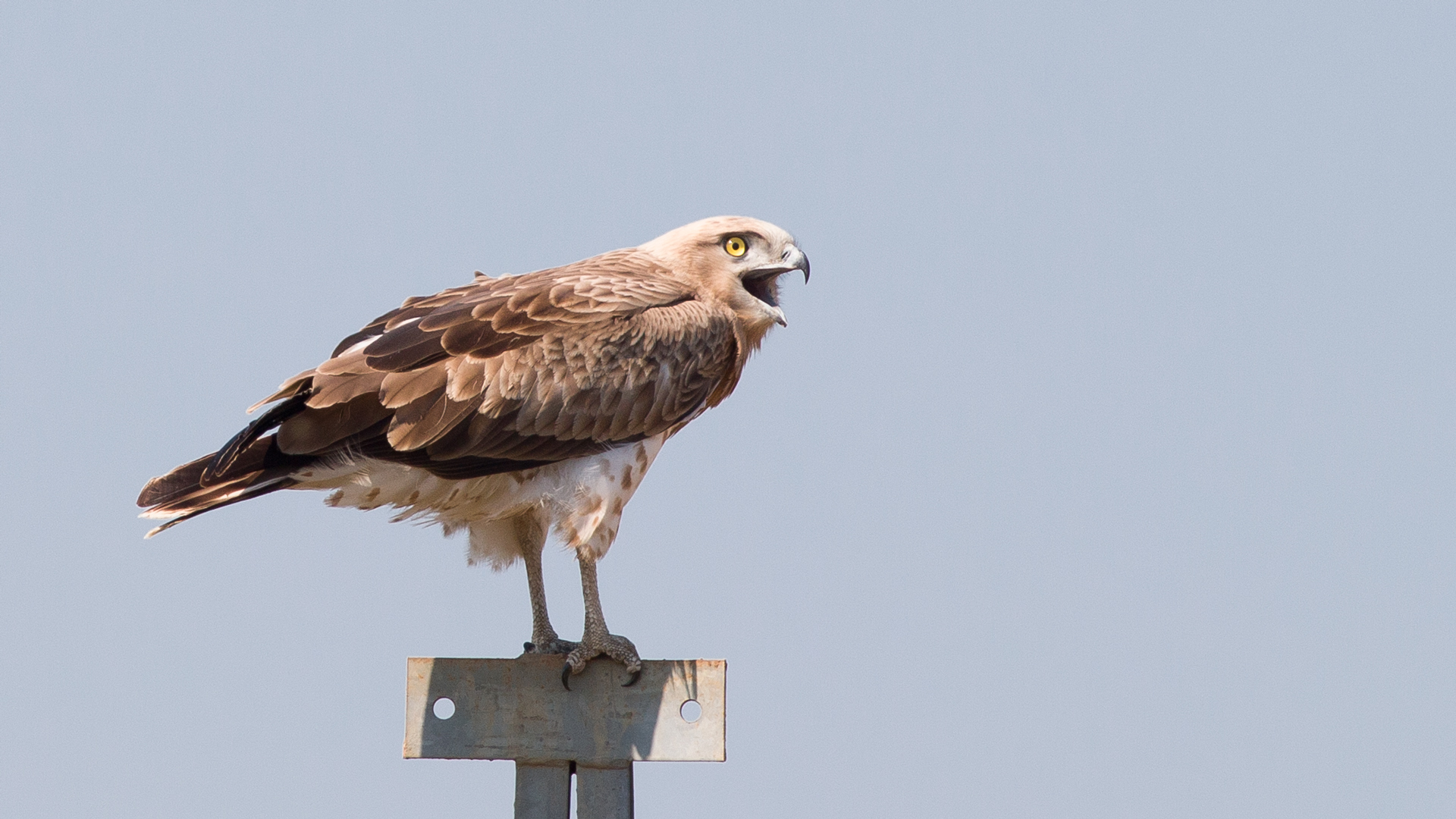 Yılan kartalı » Short-toed Snake Eagle » Circaetus gallicus