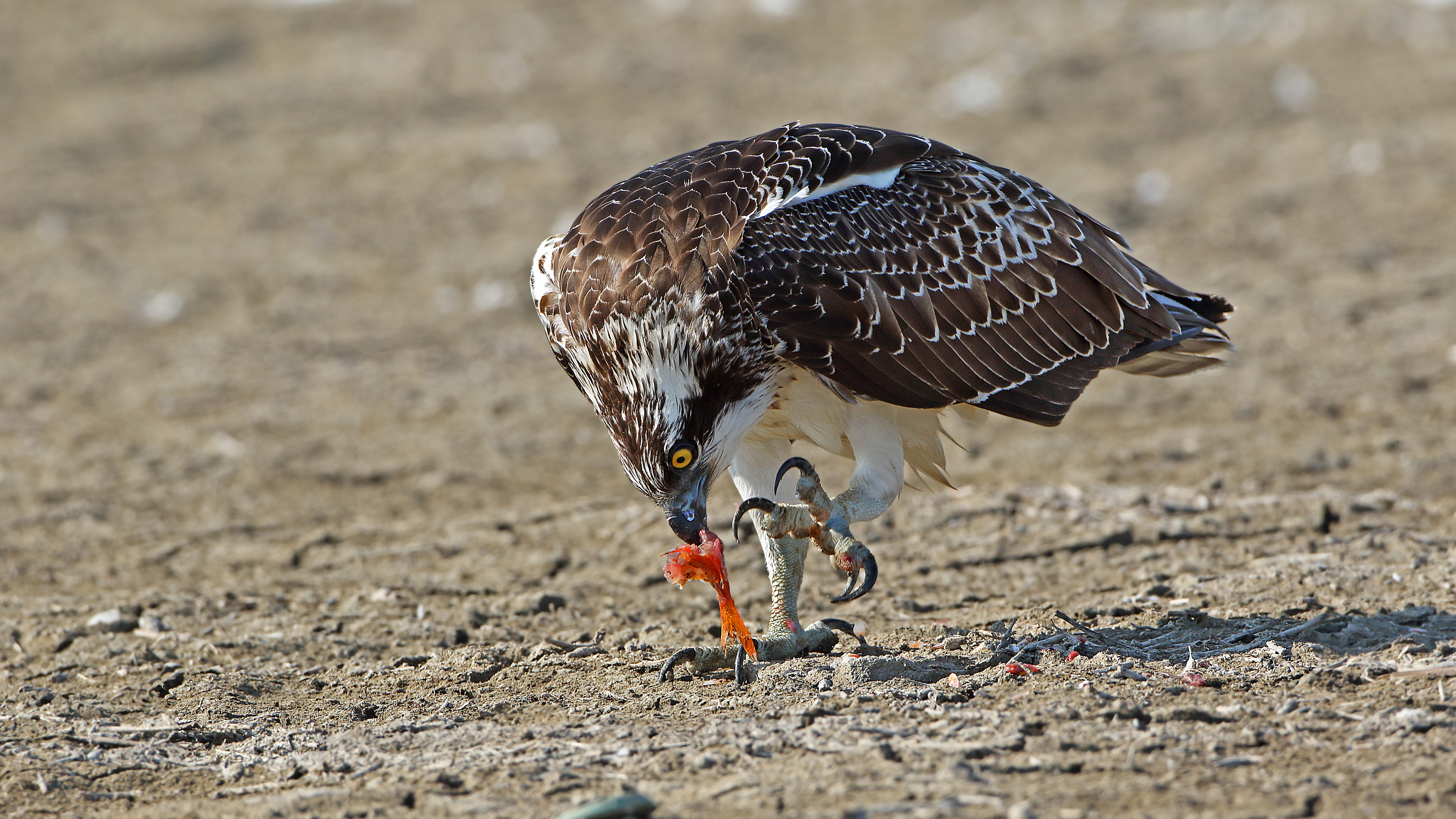 Balık kartalı » Western Osprey » Pandion haliaetus