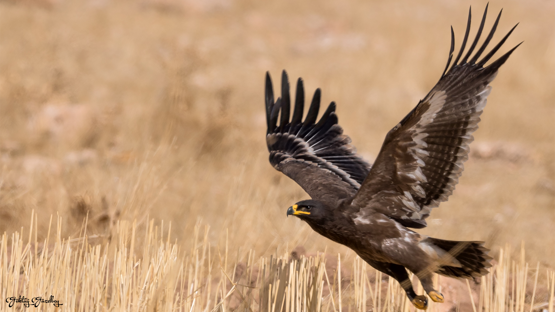 Bozkır kartalı » Steppe Eagle » Aquila nipalensis