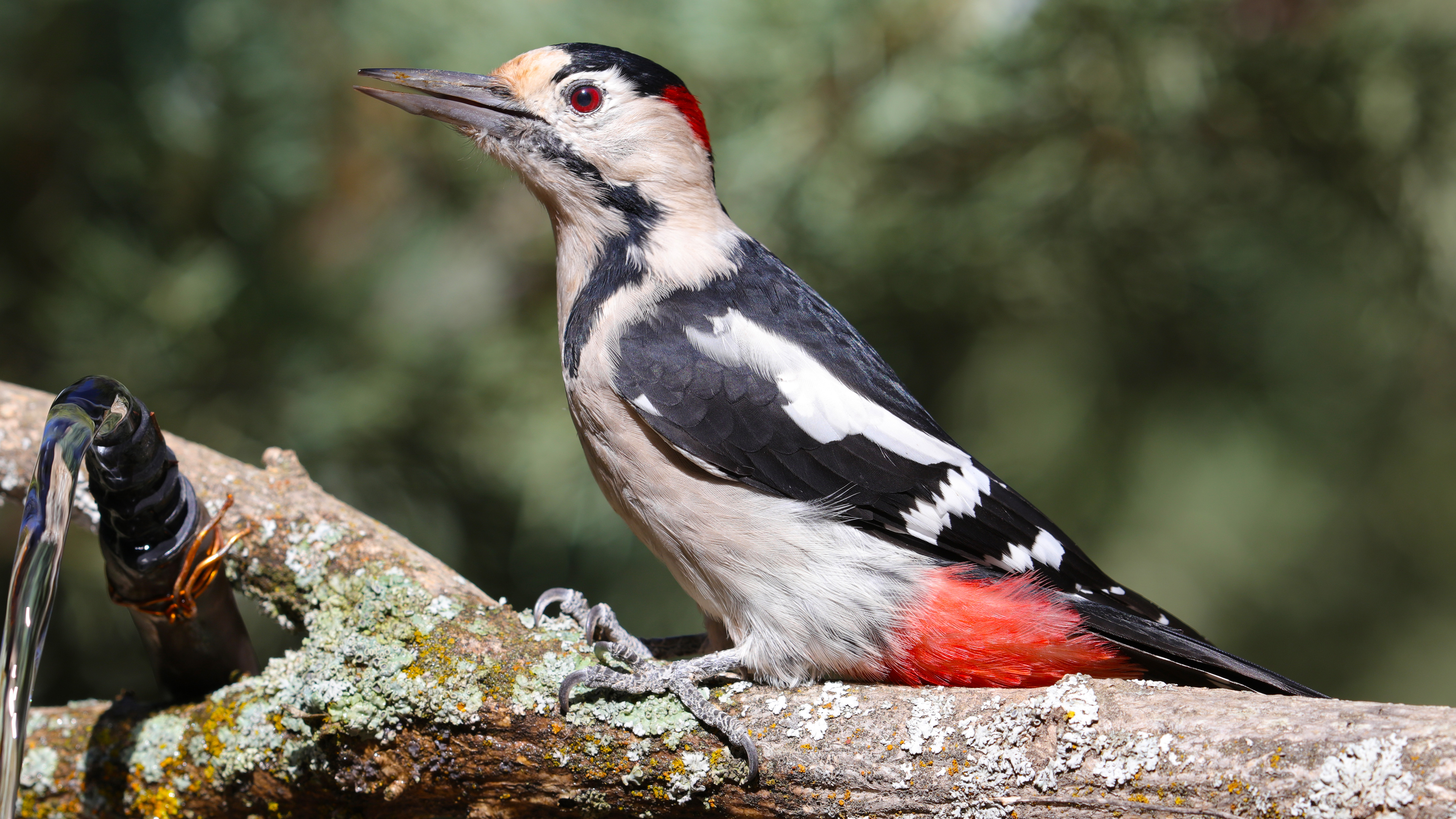 Alaca ağaçkakan » Syrian Woodpecker » Dendrocopos syriacus