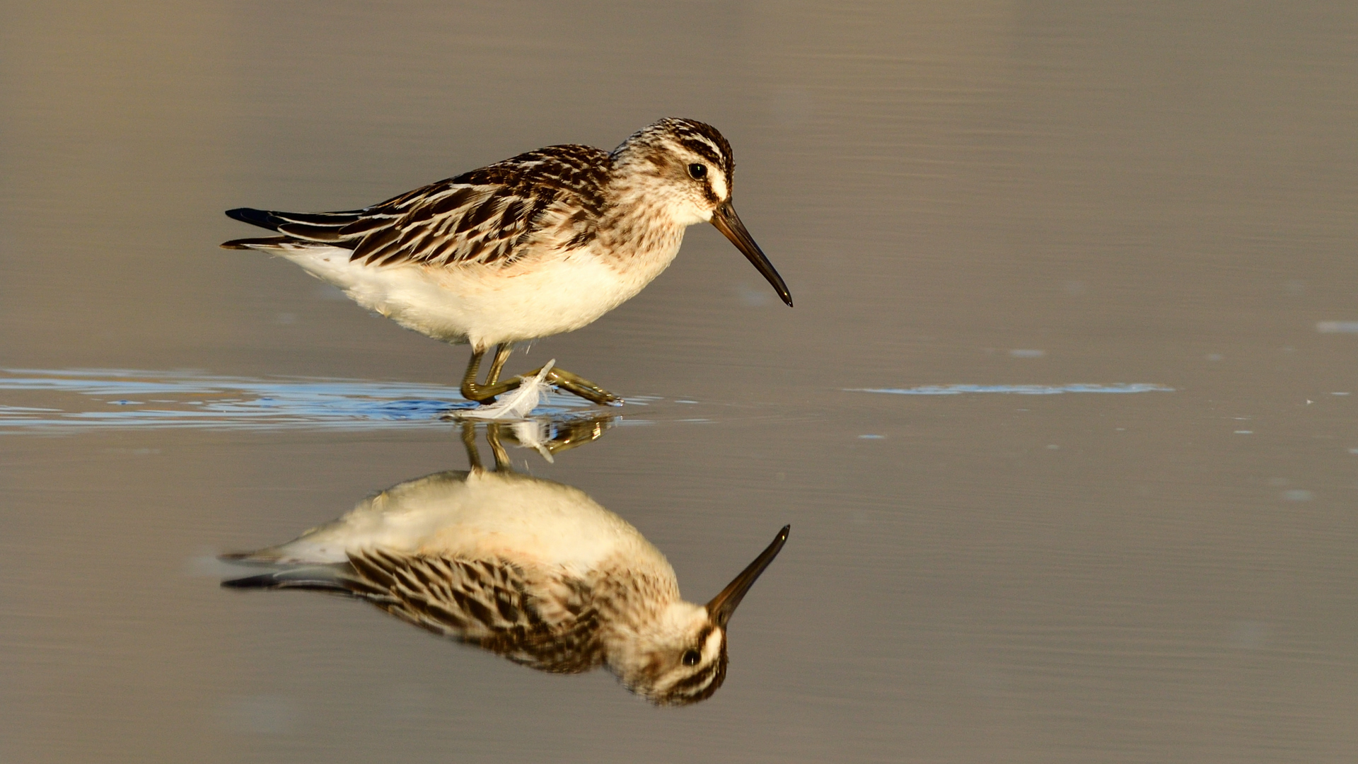 Sürmeli kumkuşu » Broad-billed Sandpiper » Limicola falcinellus