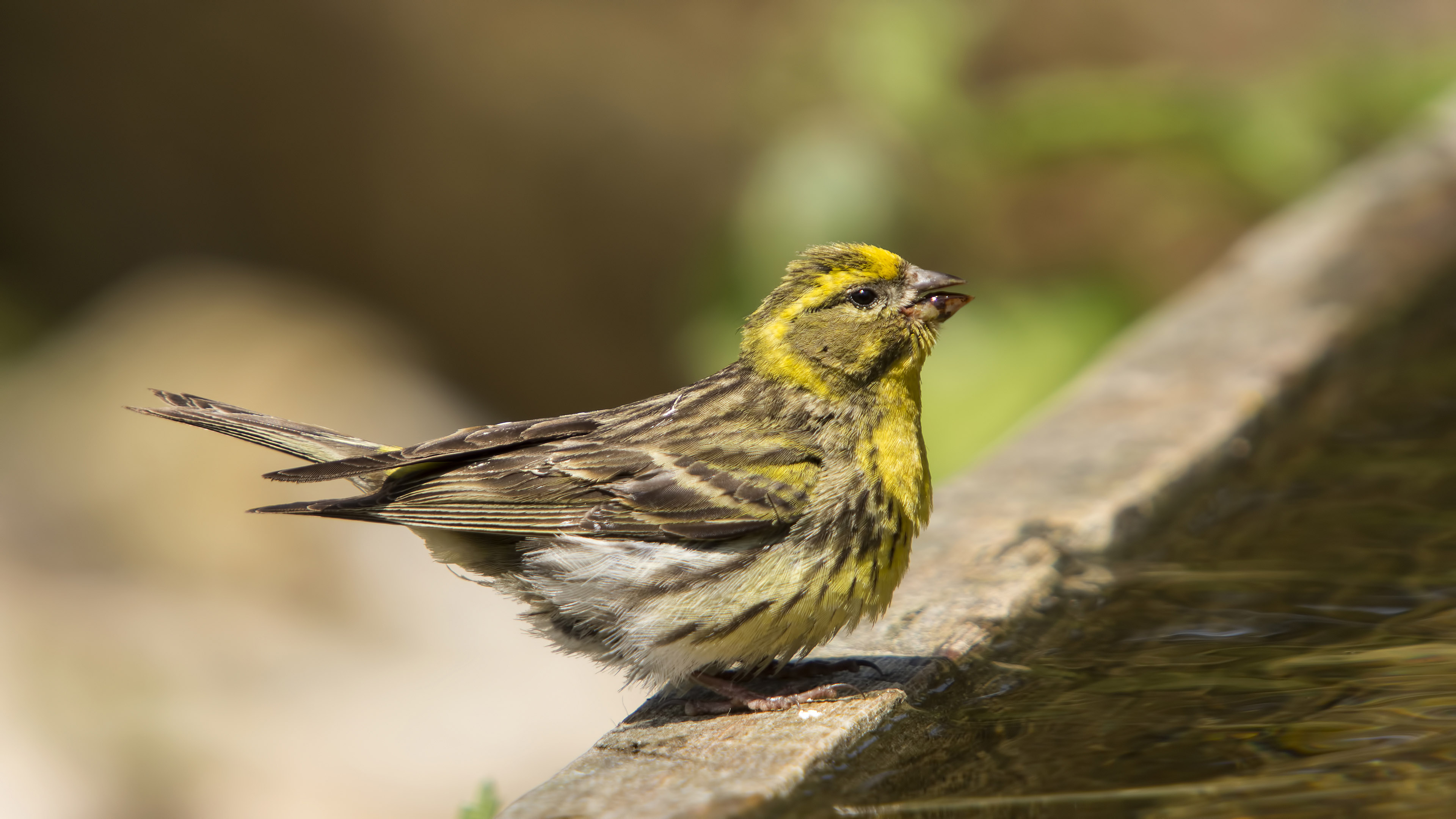 Küçük iskete » European Serin » Serinus serinus